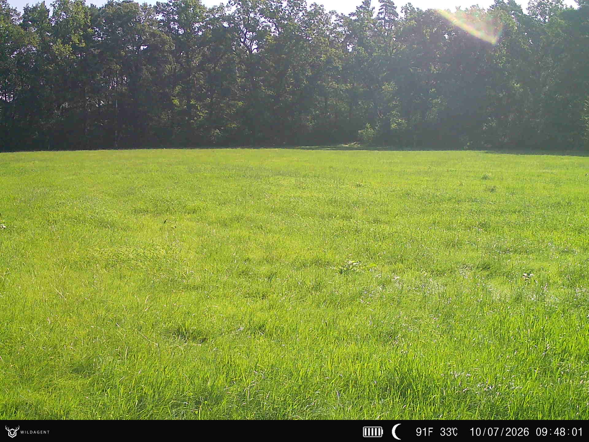 Wildtier 10.07.2026 09:48