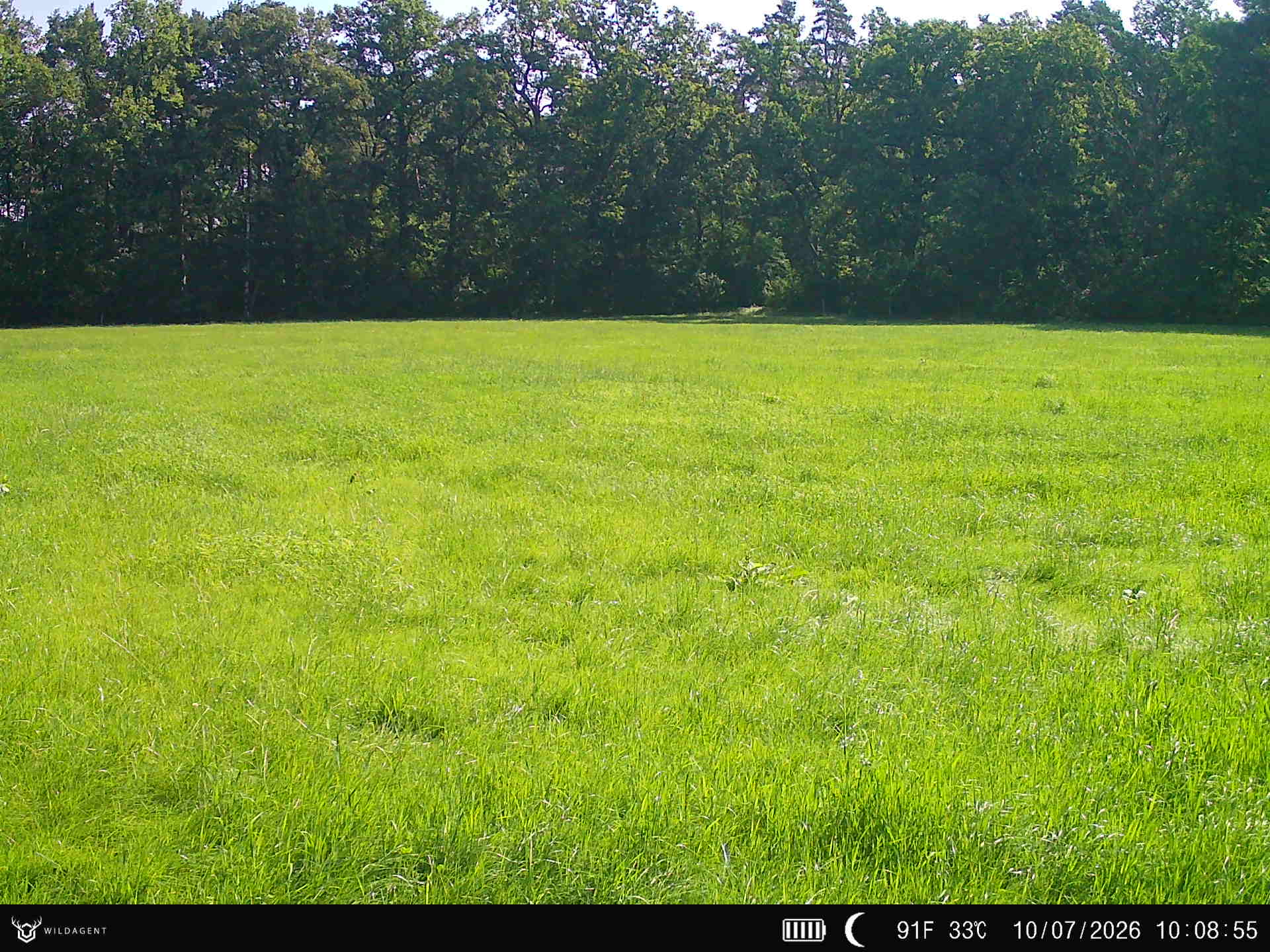 Wildtier 10.07.2026 10:08