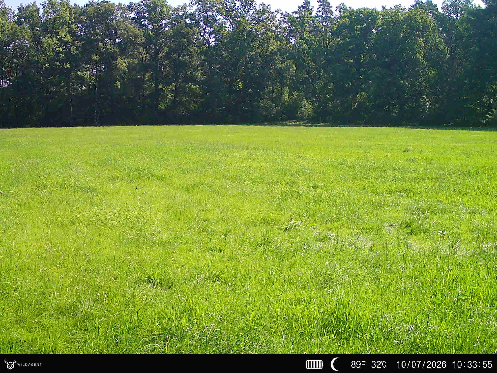 Wildtier 10.07.2026 10:33