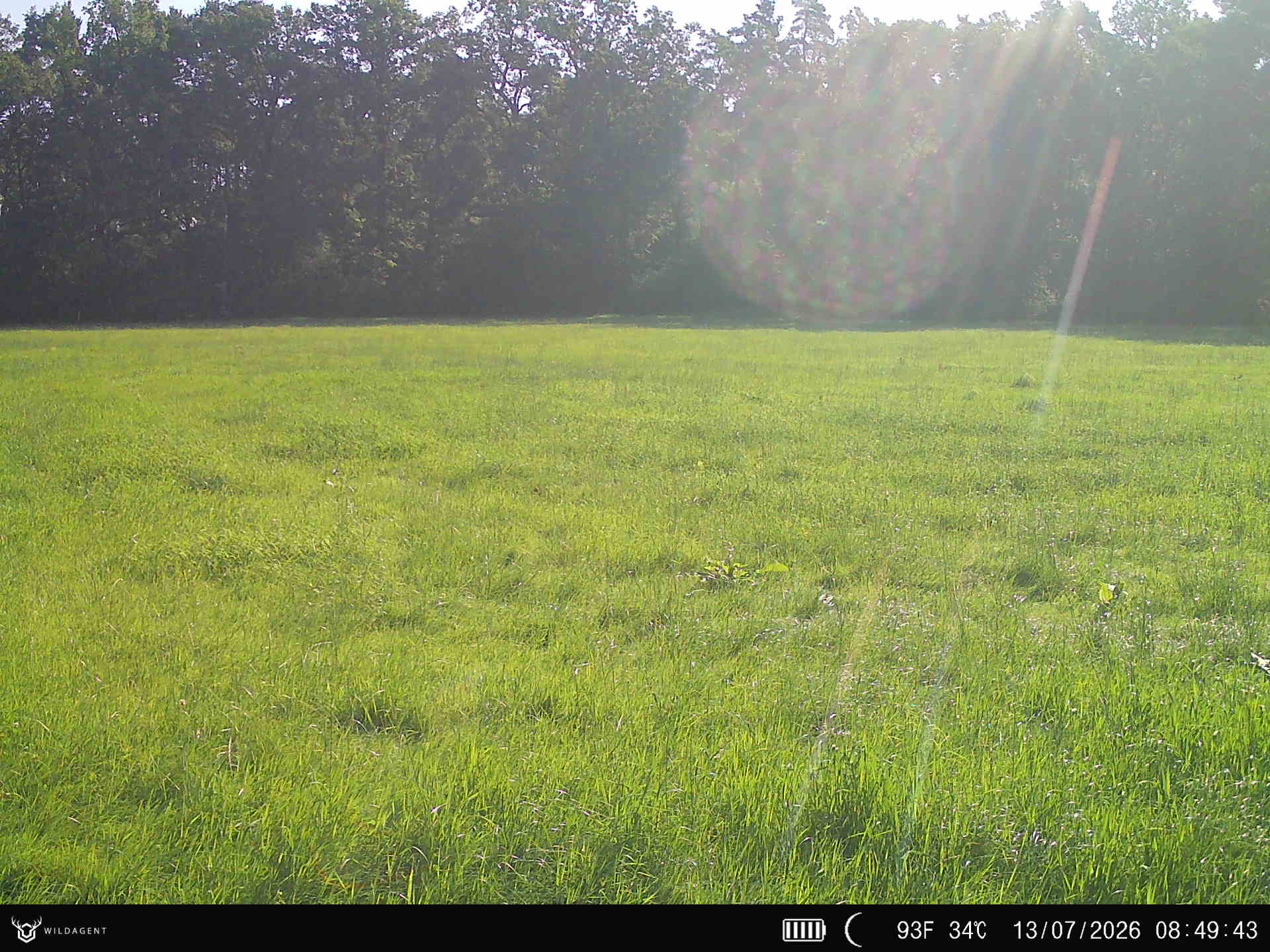 Wildtier 13.07.2026 08:49