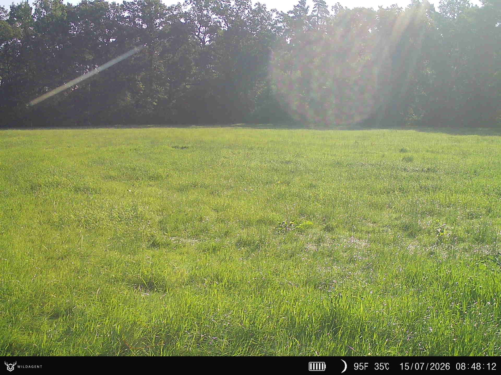 Wildtier 15.07.2026 08:48