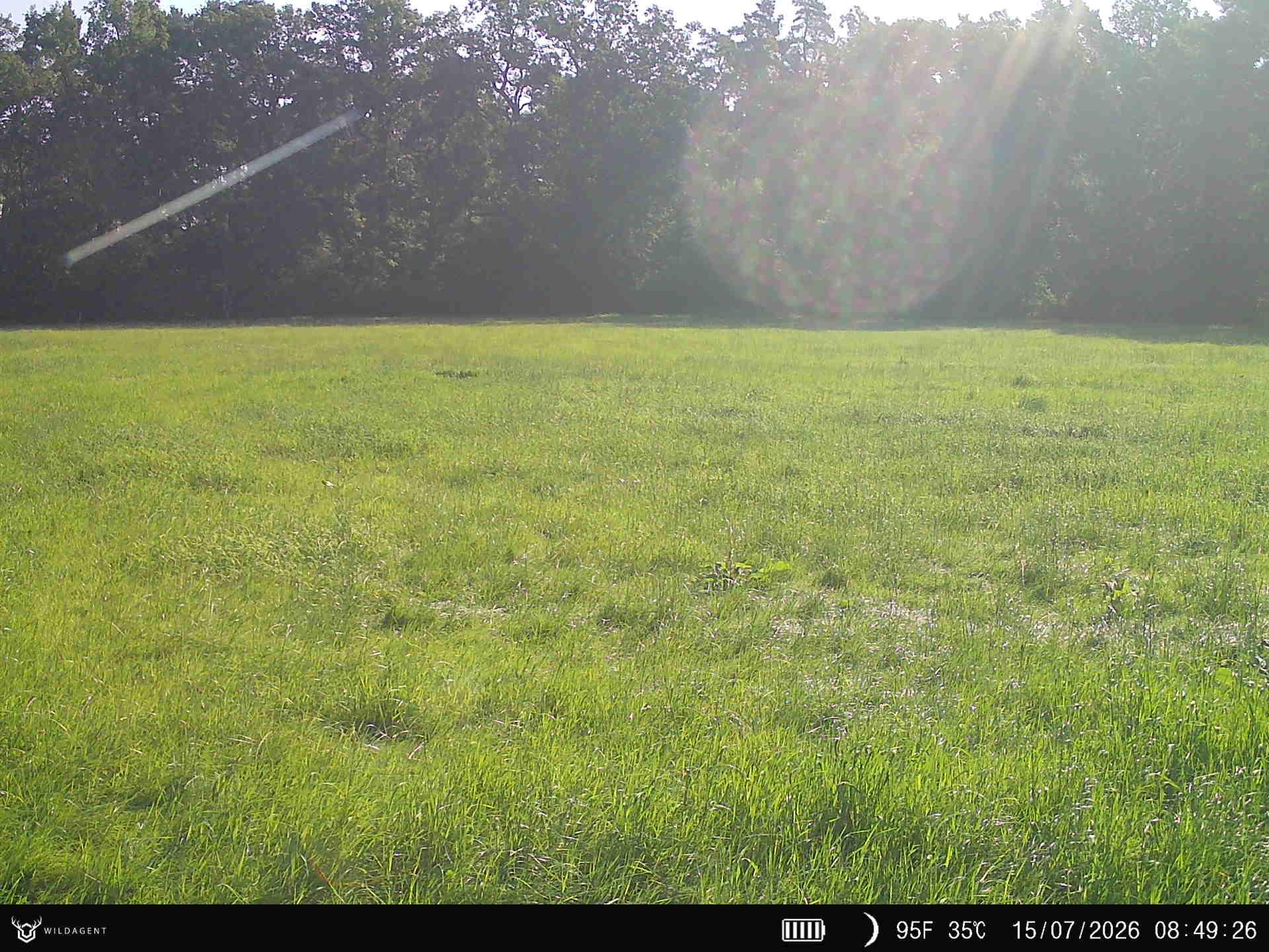 Wildtier 15.07.2026 08:49