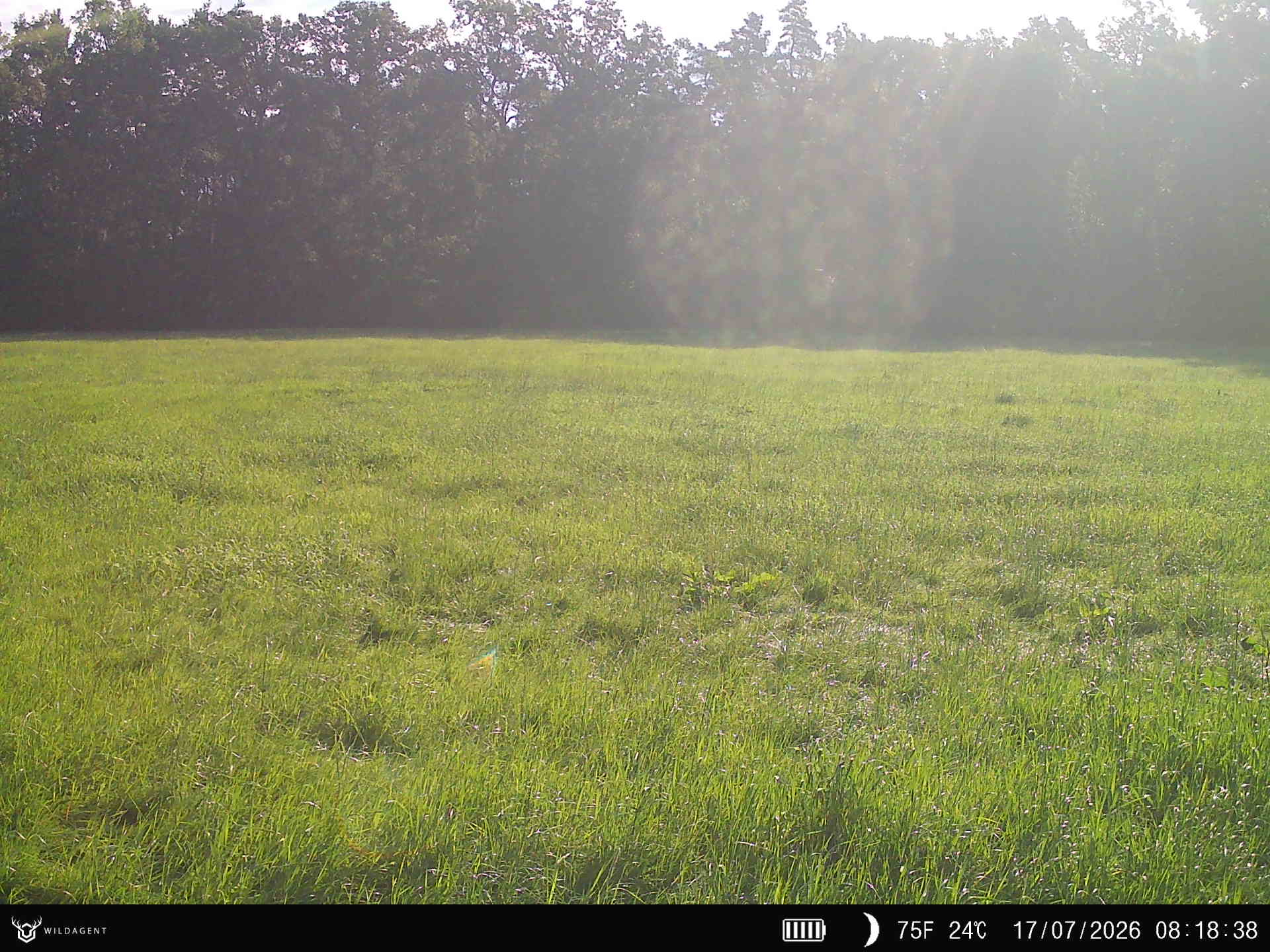 Wildtier 17.07.2026 08:18