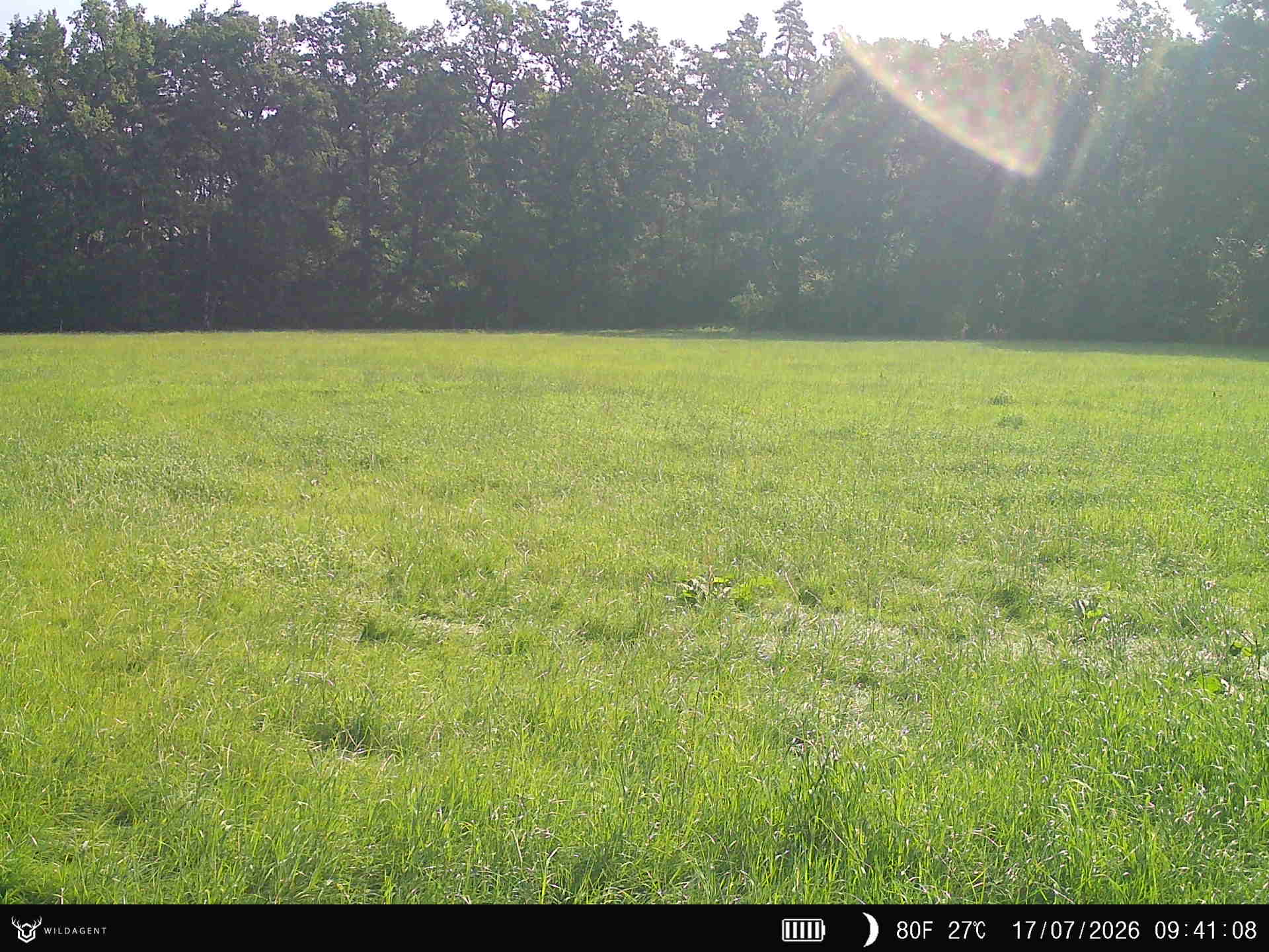 Wildtier 17.07.2026 09:41
