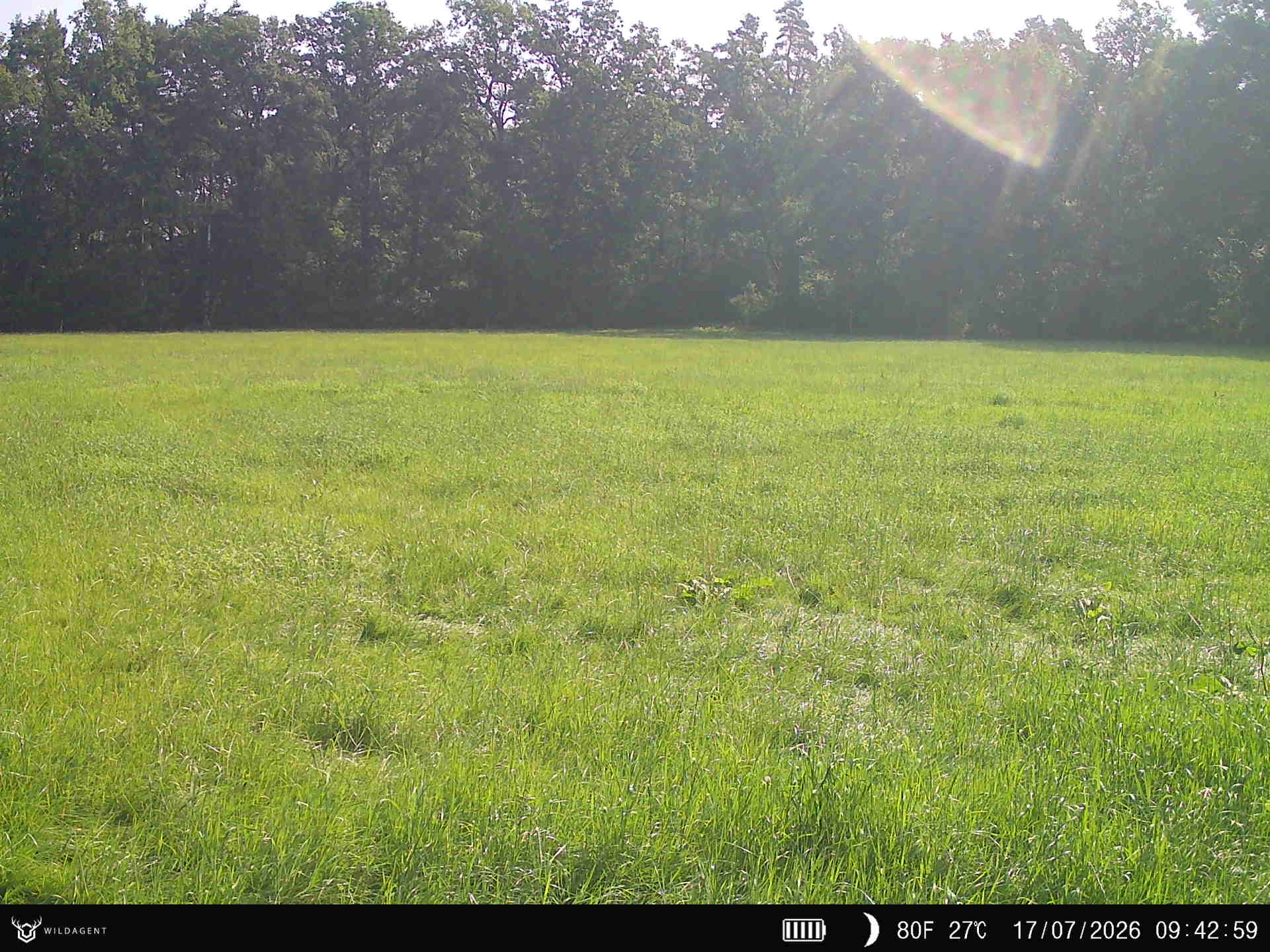 Wildtier 17.07.2026 09:43
