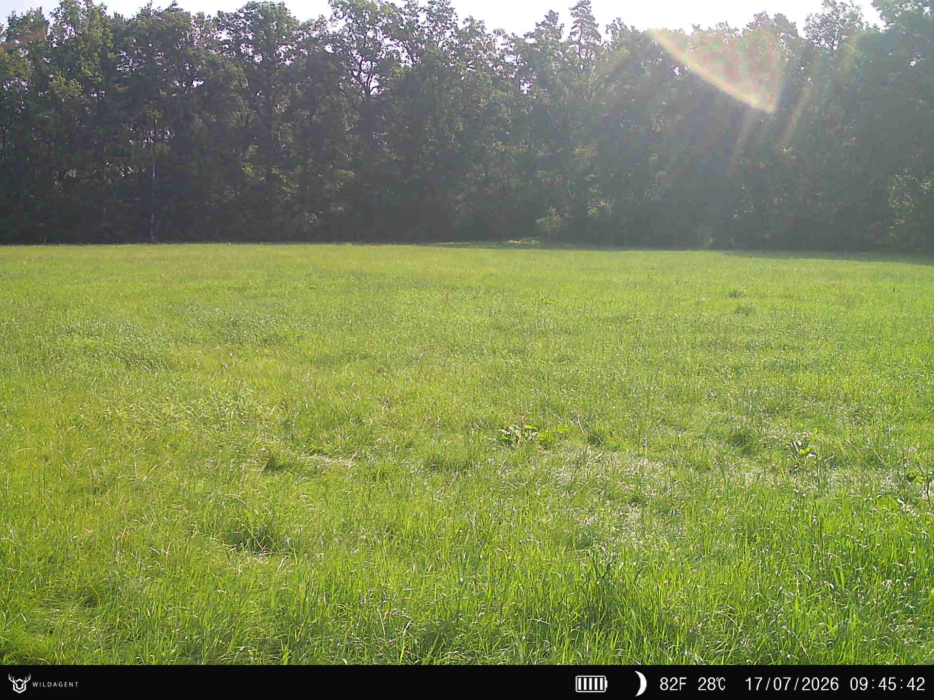 Wildtier 17.07.2026 09:45