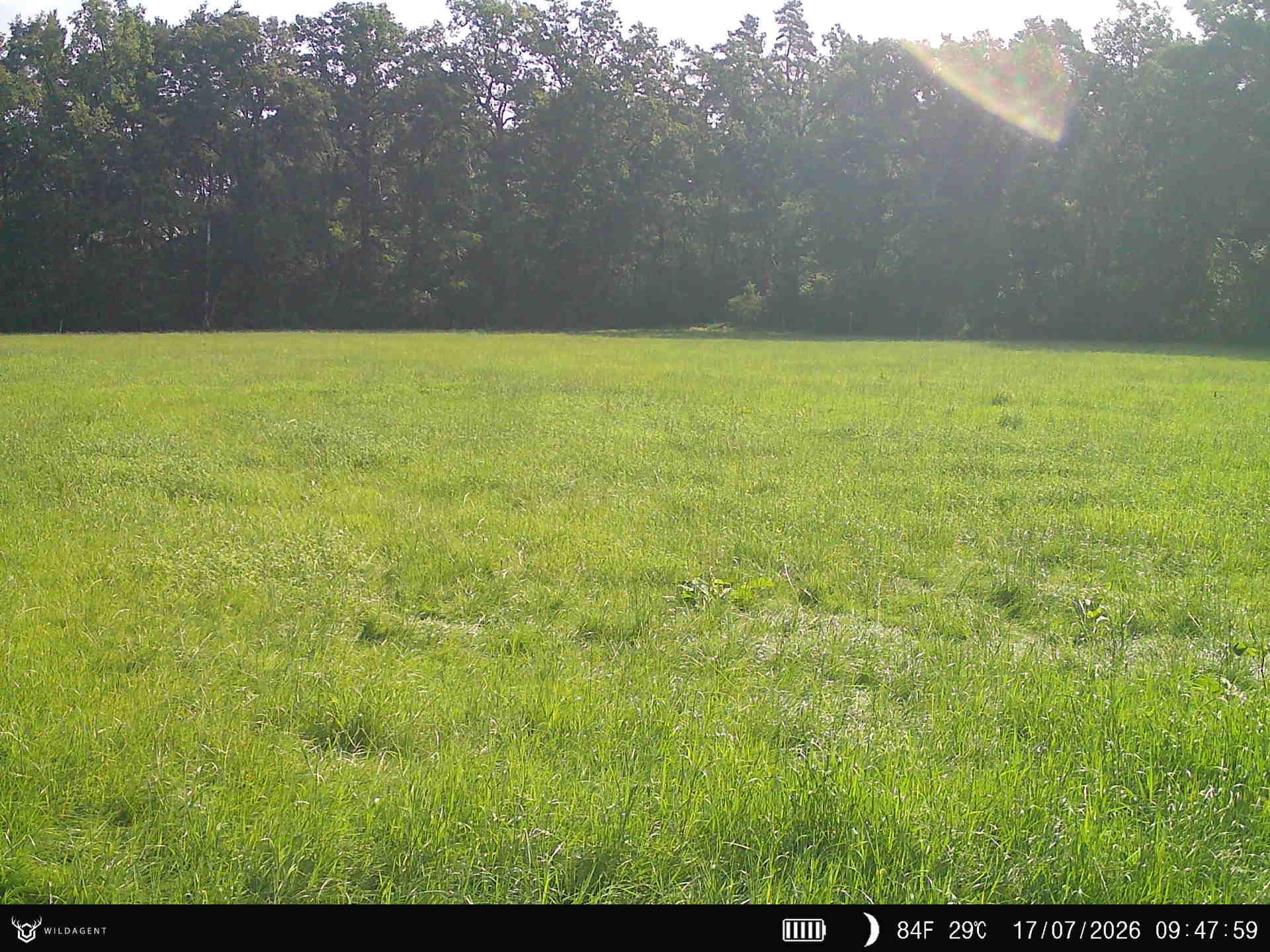 Wildtier 17.07.2026 09:48