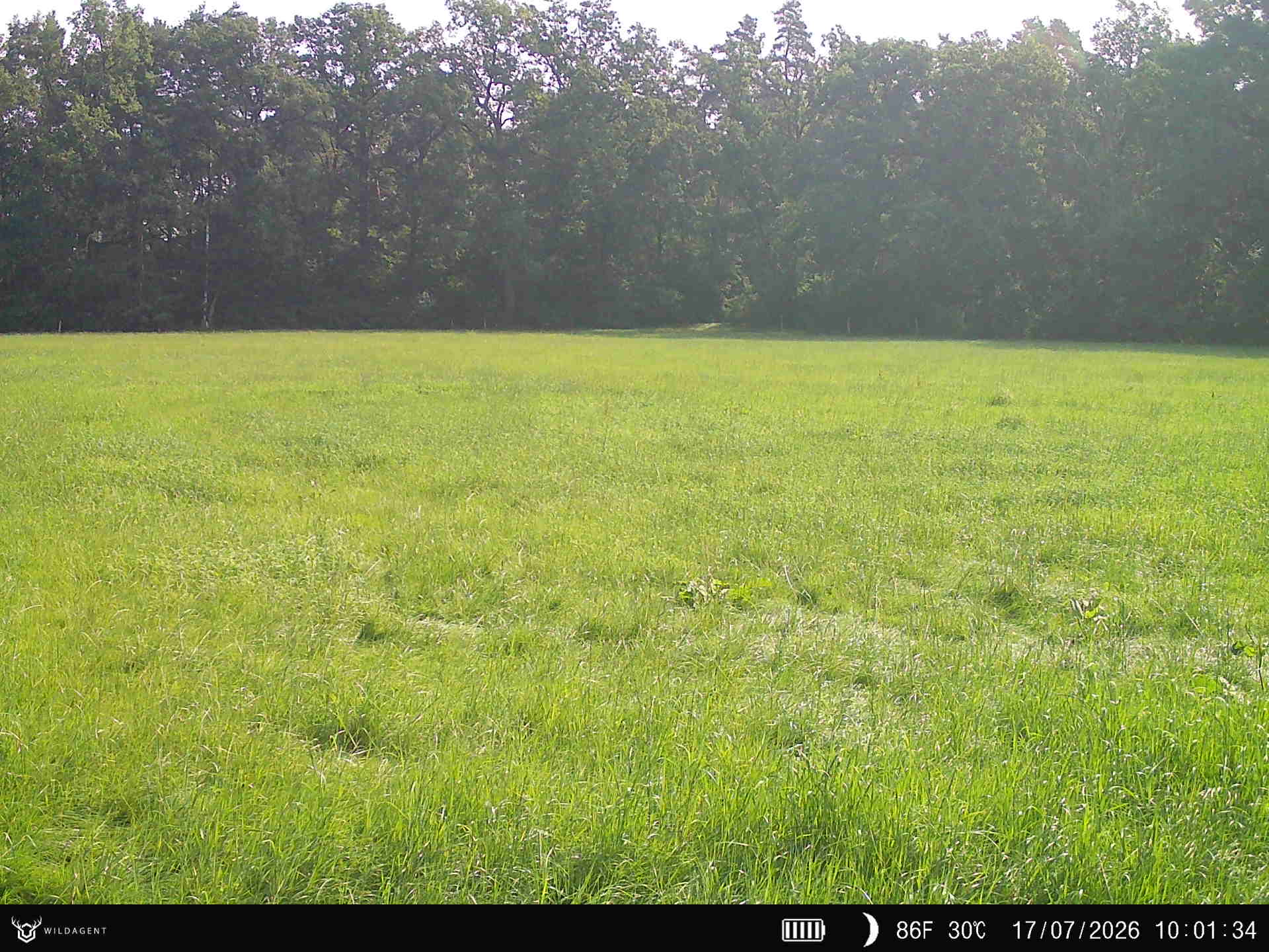 Wildtier 17.07.2026 10:01
