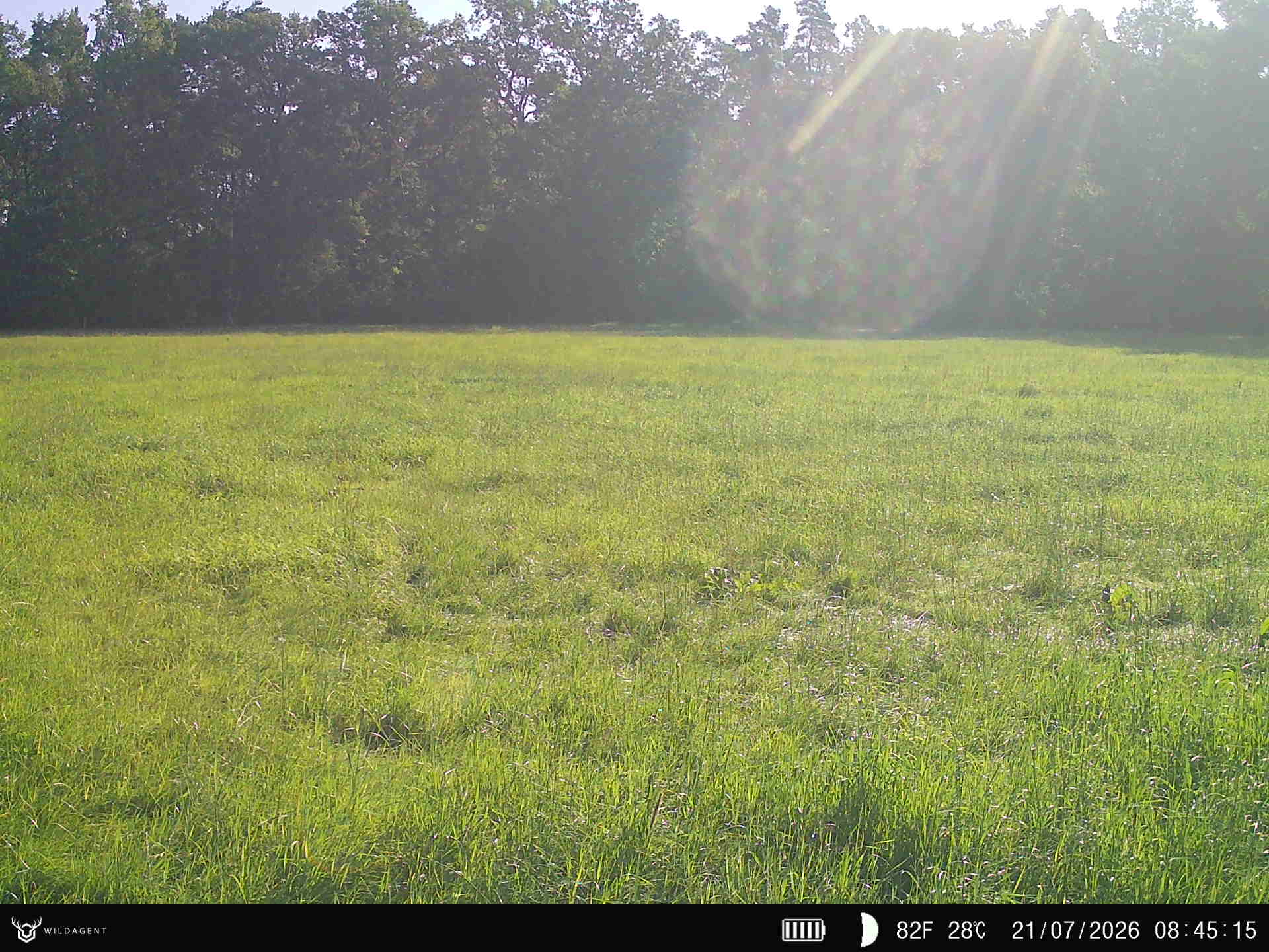 Wildtier 21.07.2026 08:45