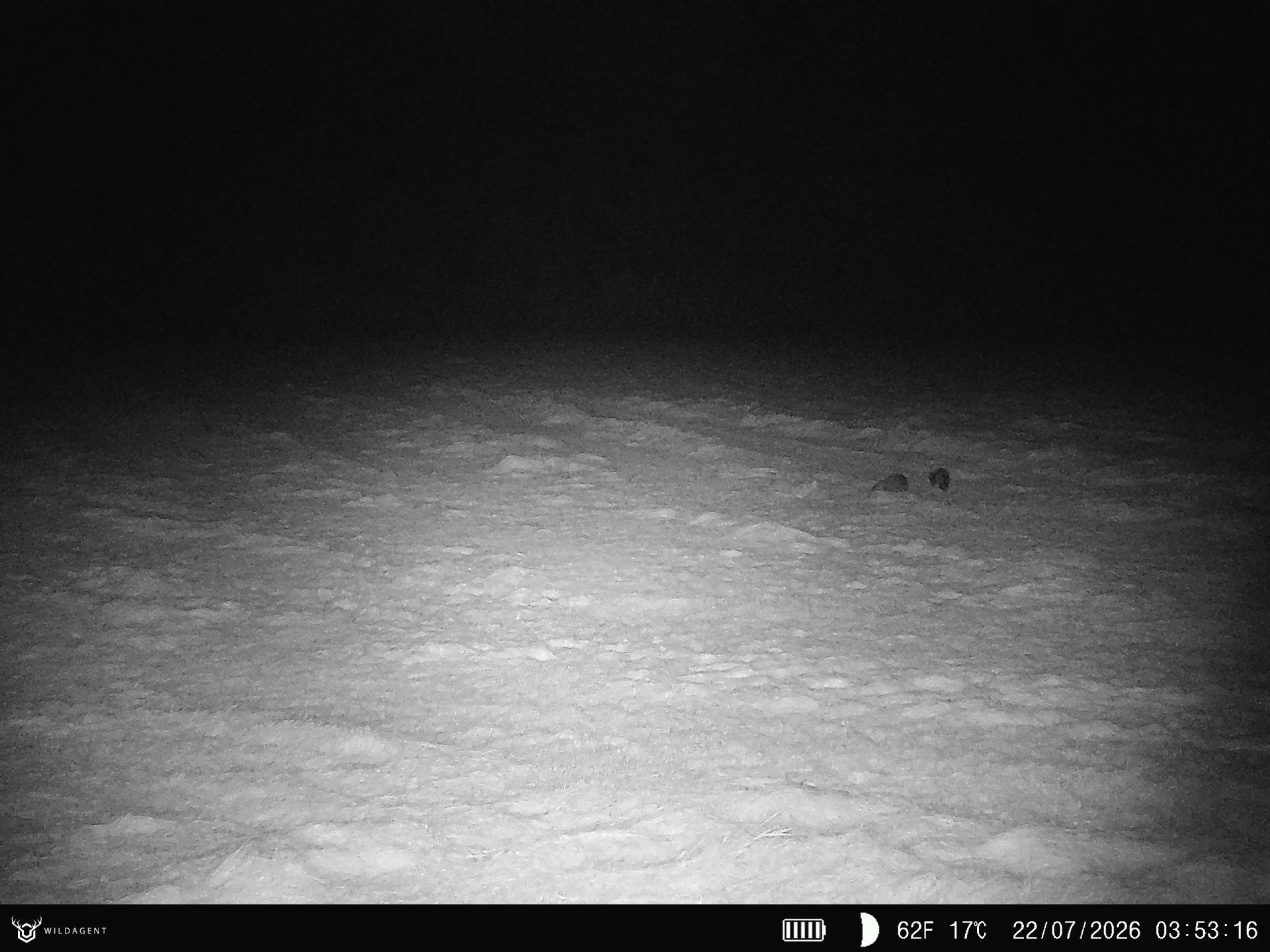 Wildtier 22.07.2026 03:53