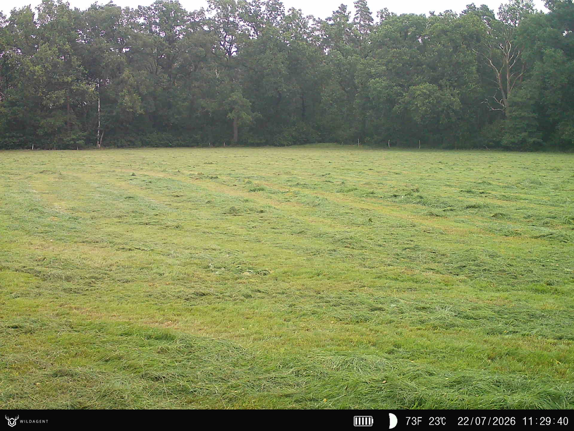 Wildtier 22.07.2026 11:29