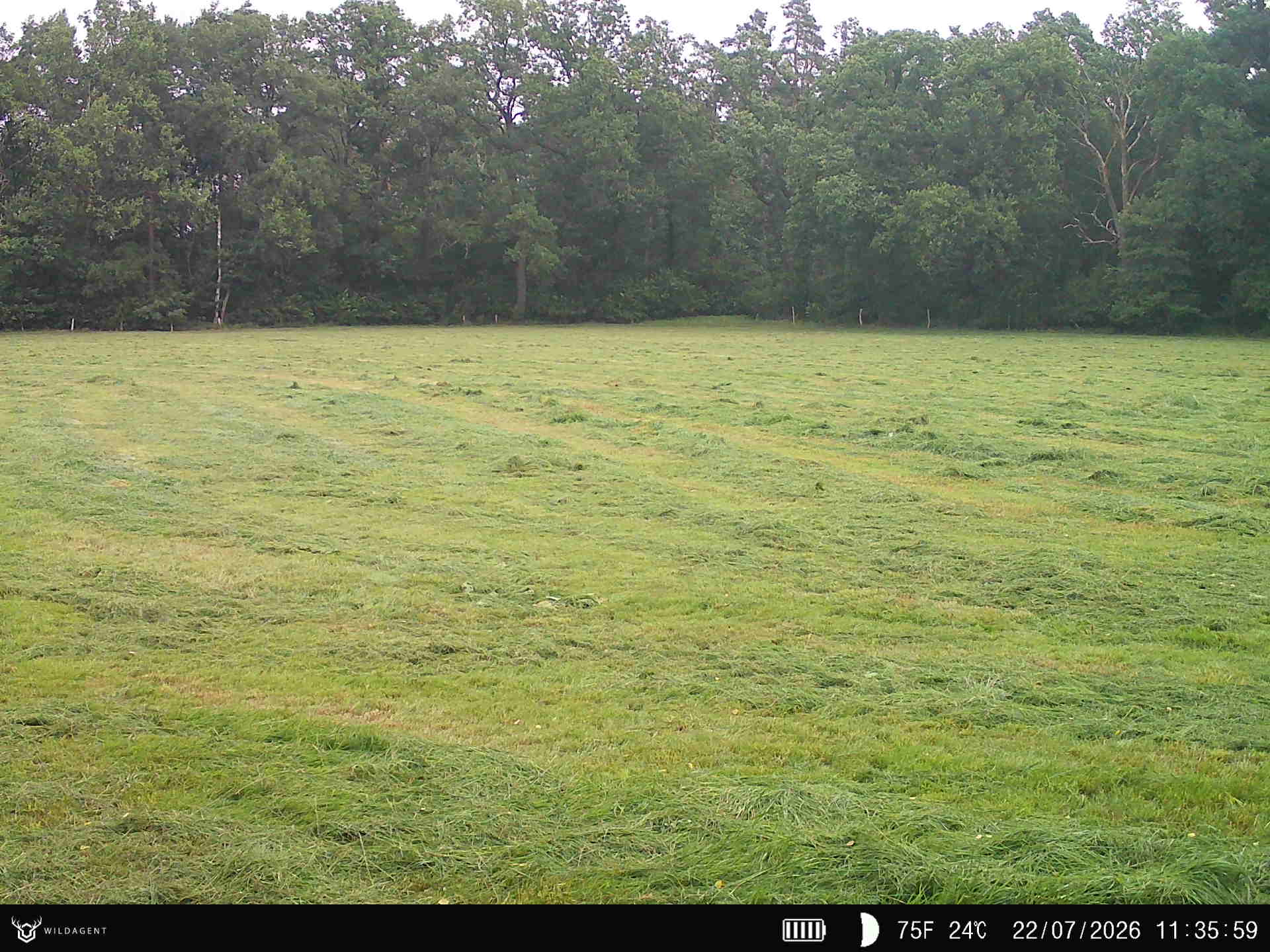 Wildtier 22.07.2026 11:36