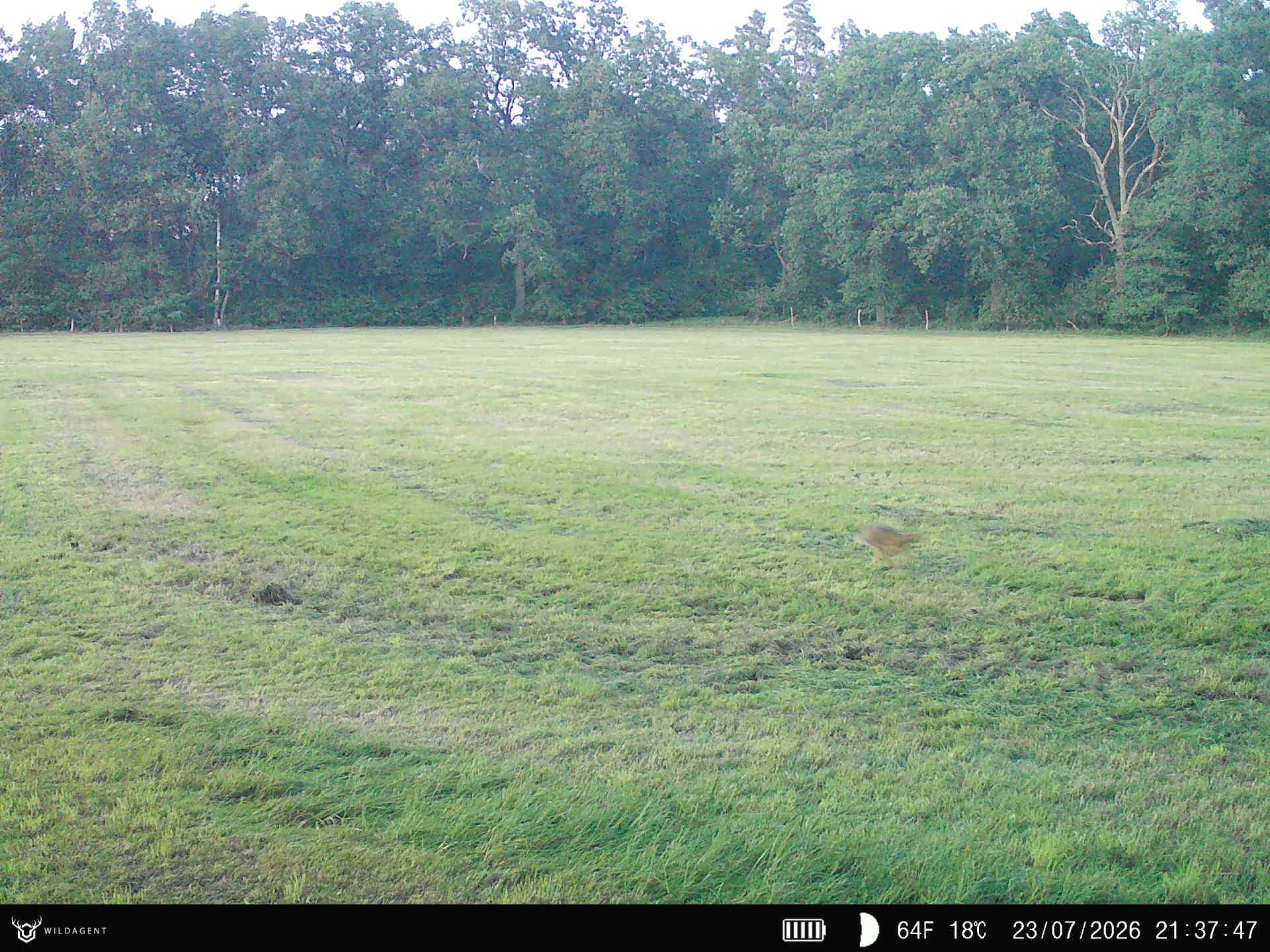 Wildtier 23.07.2026 21:37