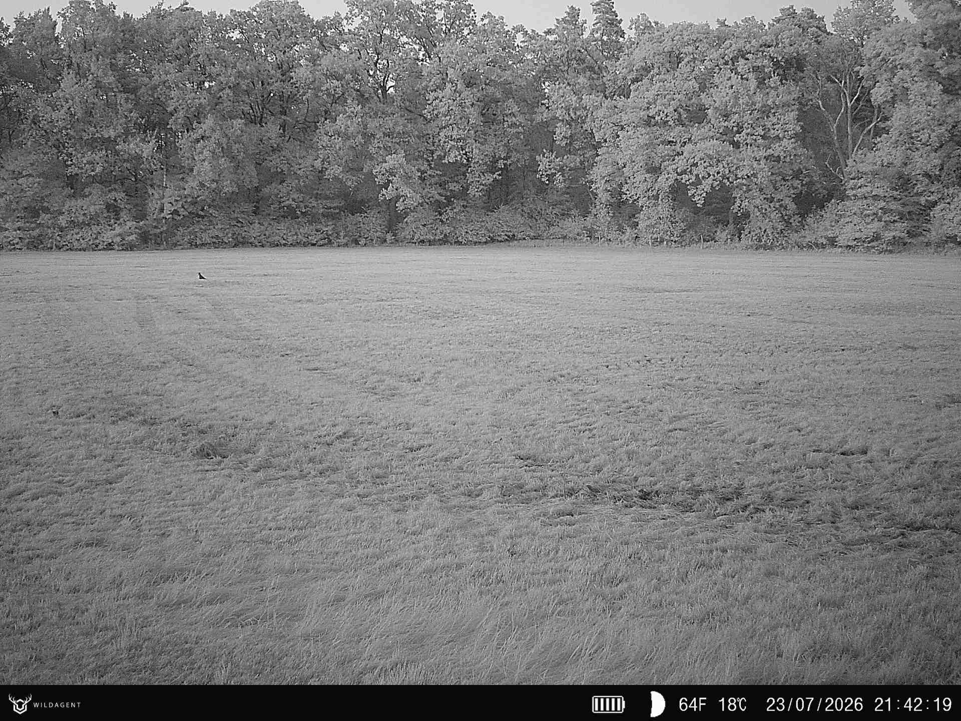 Wildtier 23.07.2026 21:42