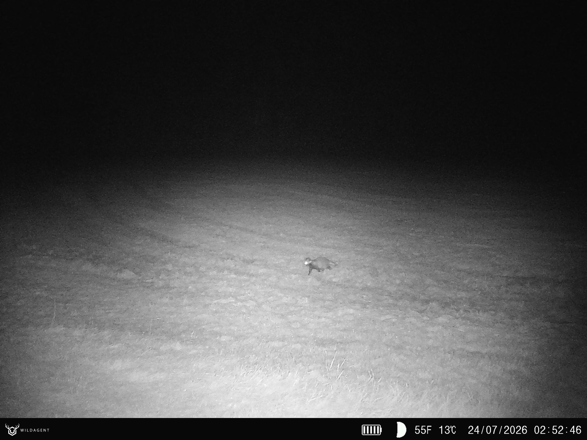 Wildtier 24.07.2026 02:52