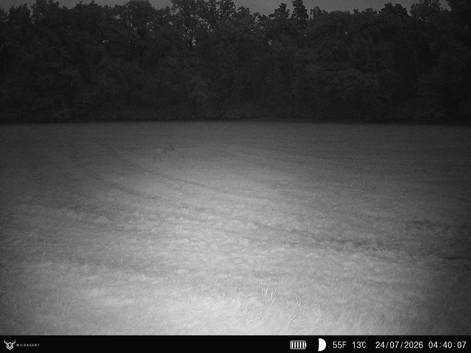 Wildtier 24.07.2026 04:40