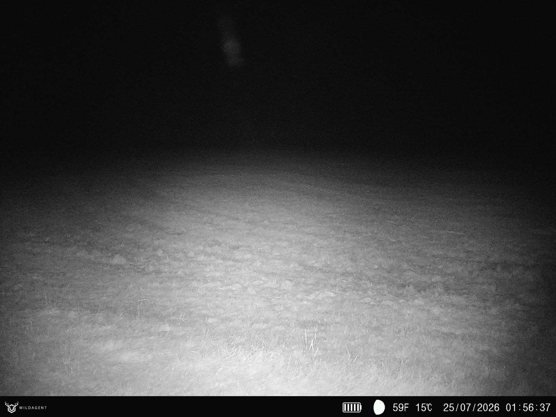Wildtier 25.07.2026 01:56