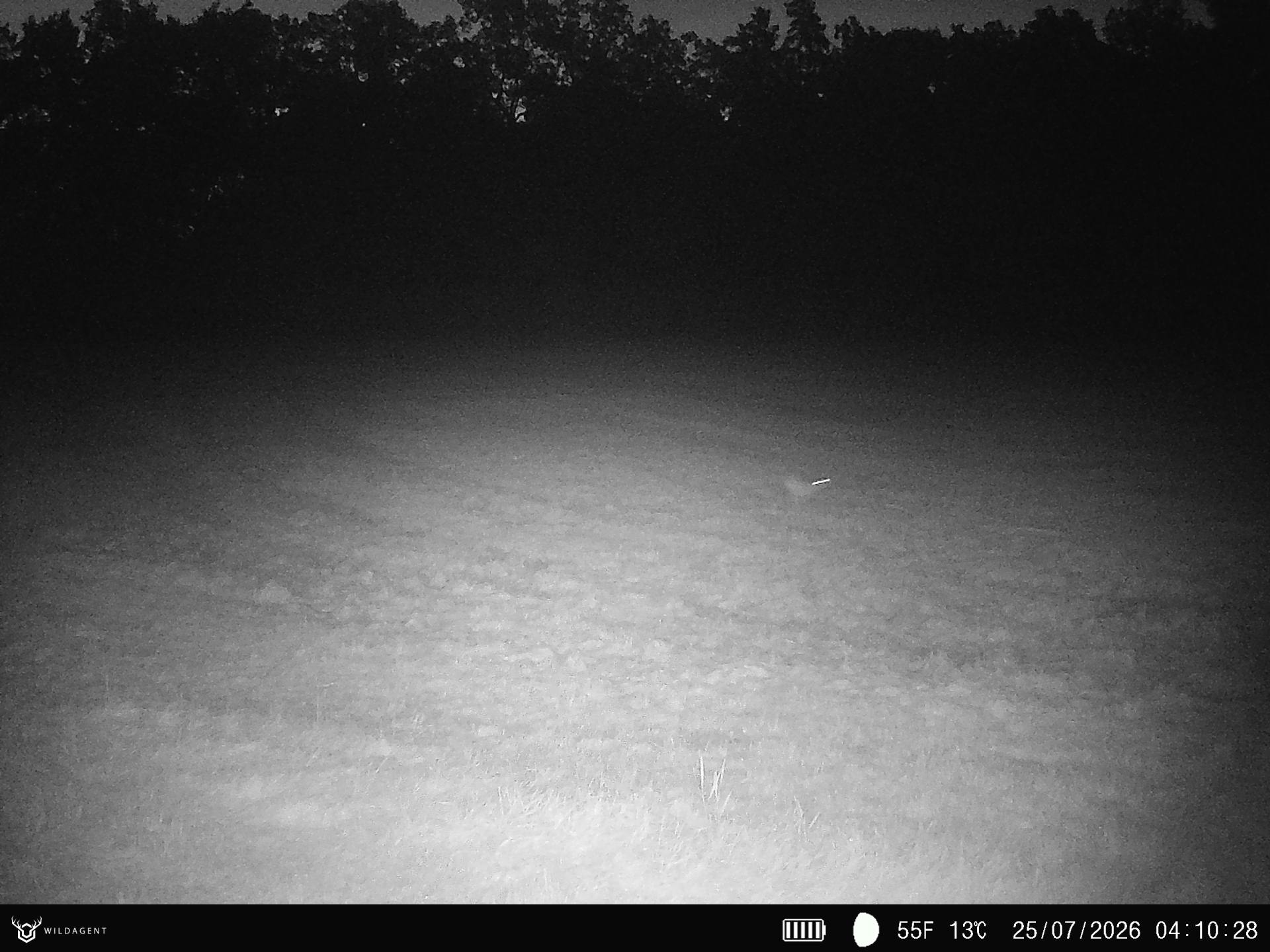 Wildtier 25.07.2026 04:10