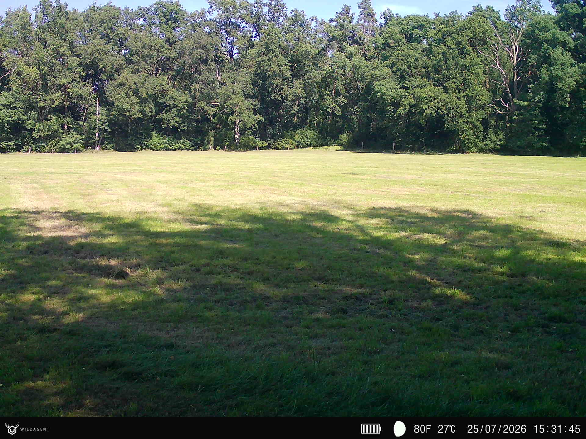Wildtier 25.07.2026 15:31