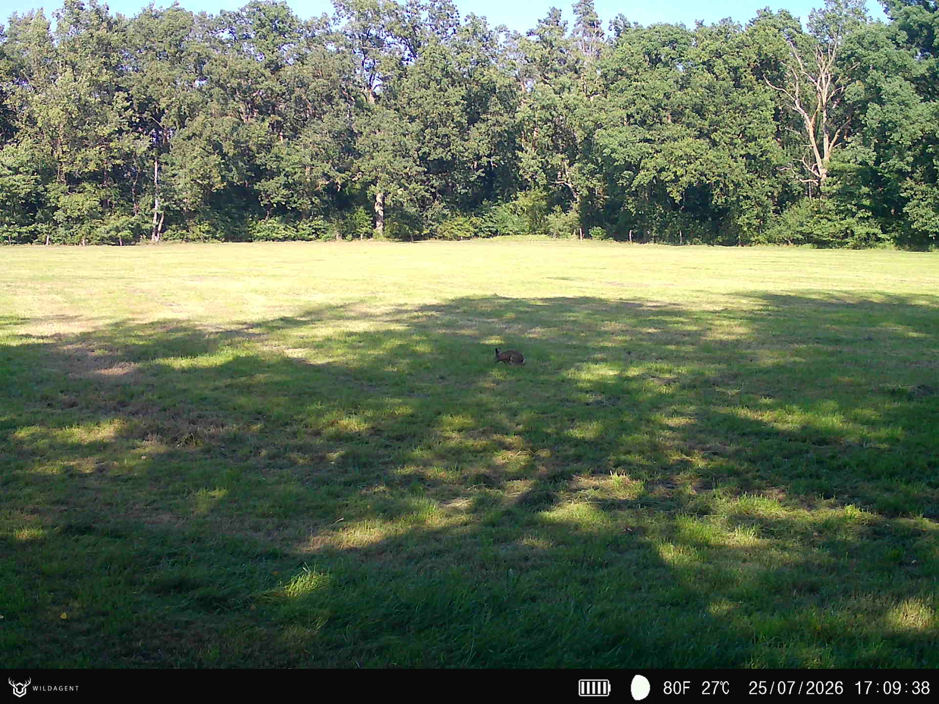Wildtier 25.07.2026 17:09