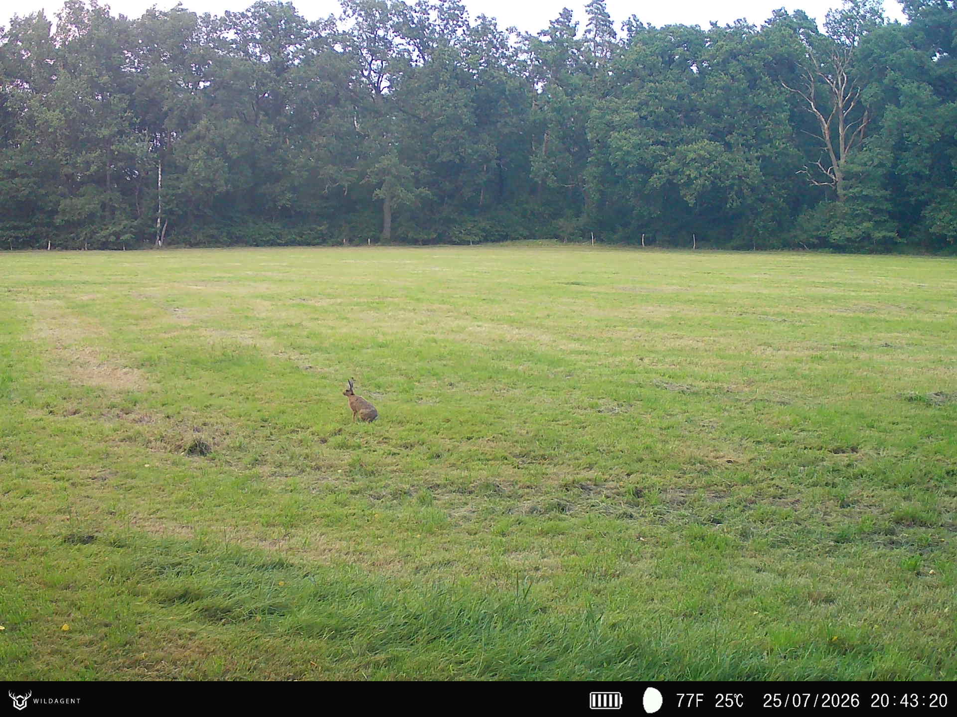 Wildtier 25.07.2026 20:43