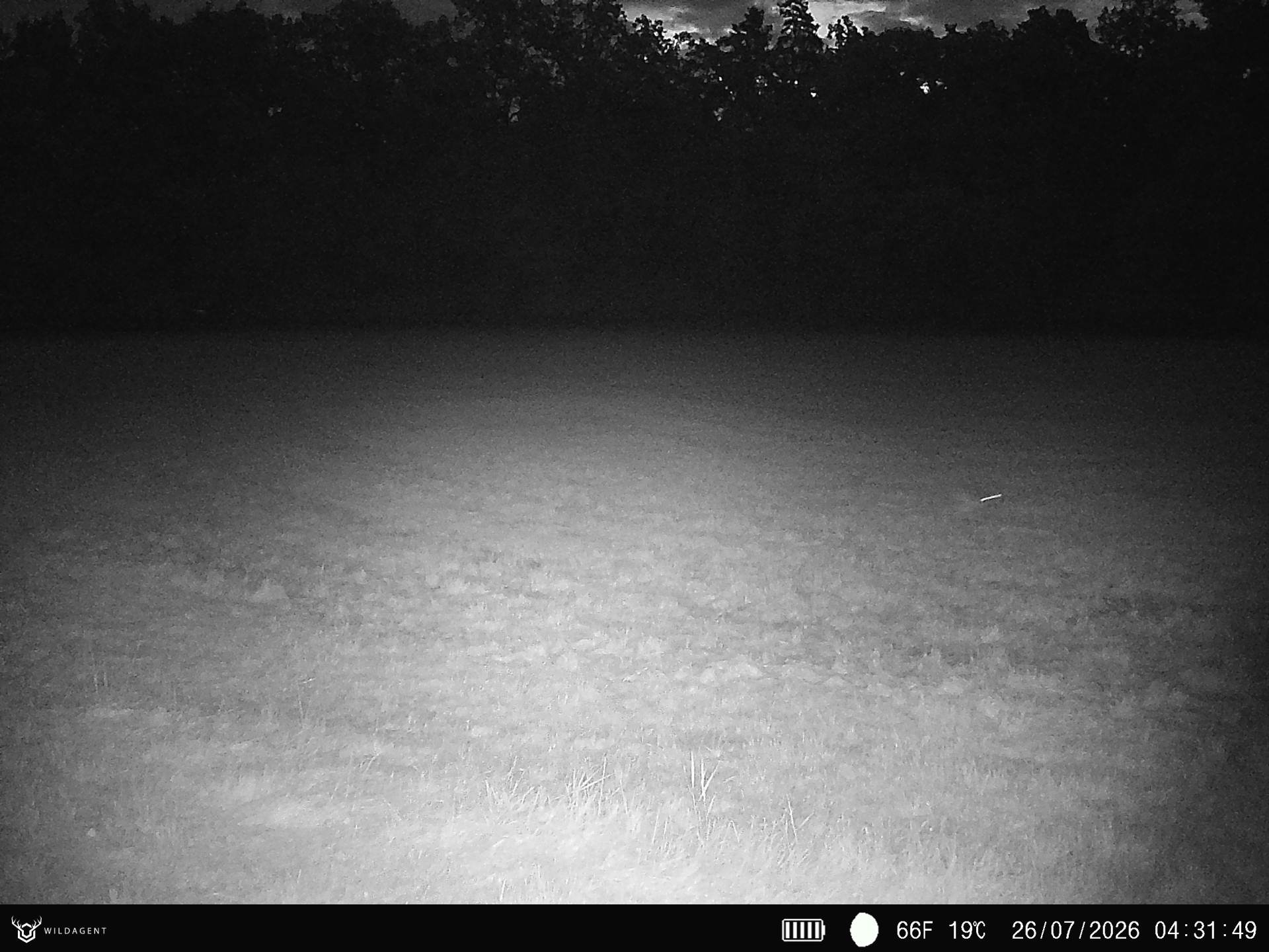 Wildtier 26.07.2026 04:31