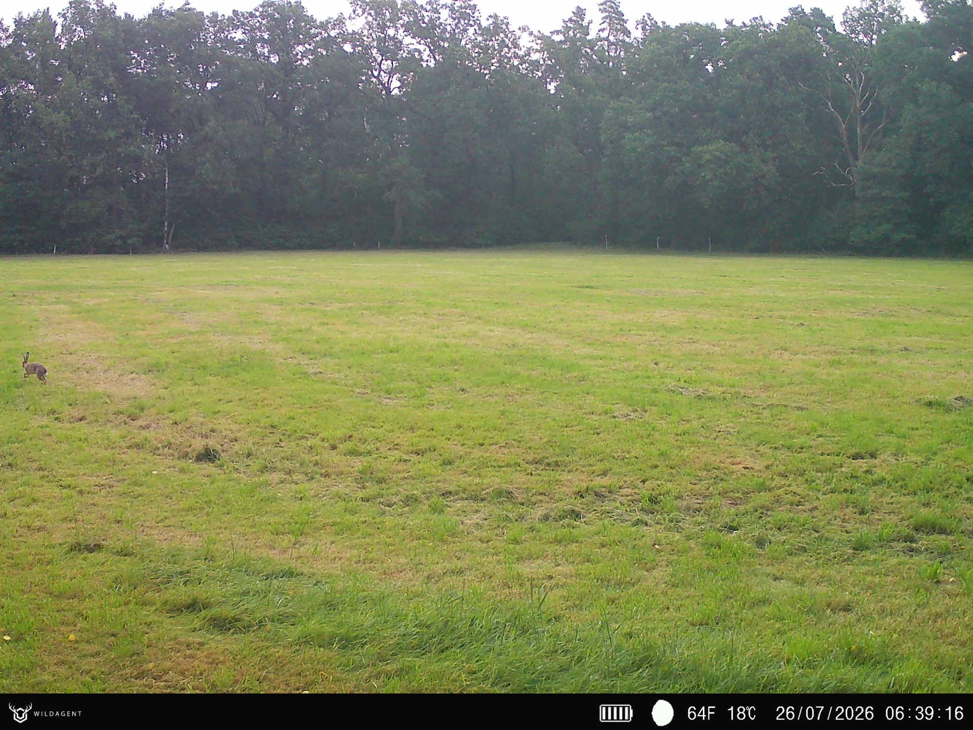 Wildtier 26.07.2026 06:39