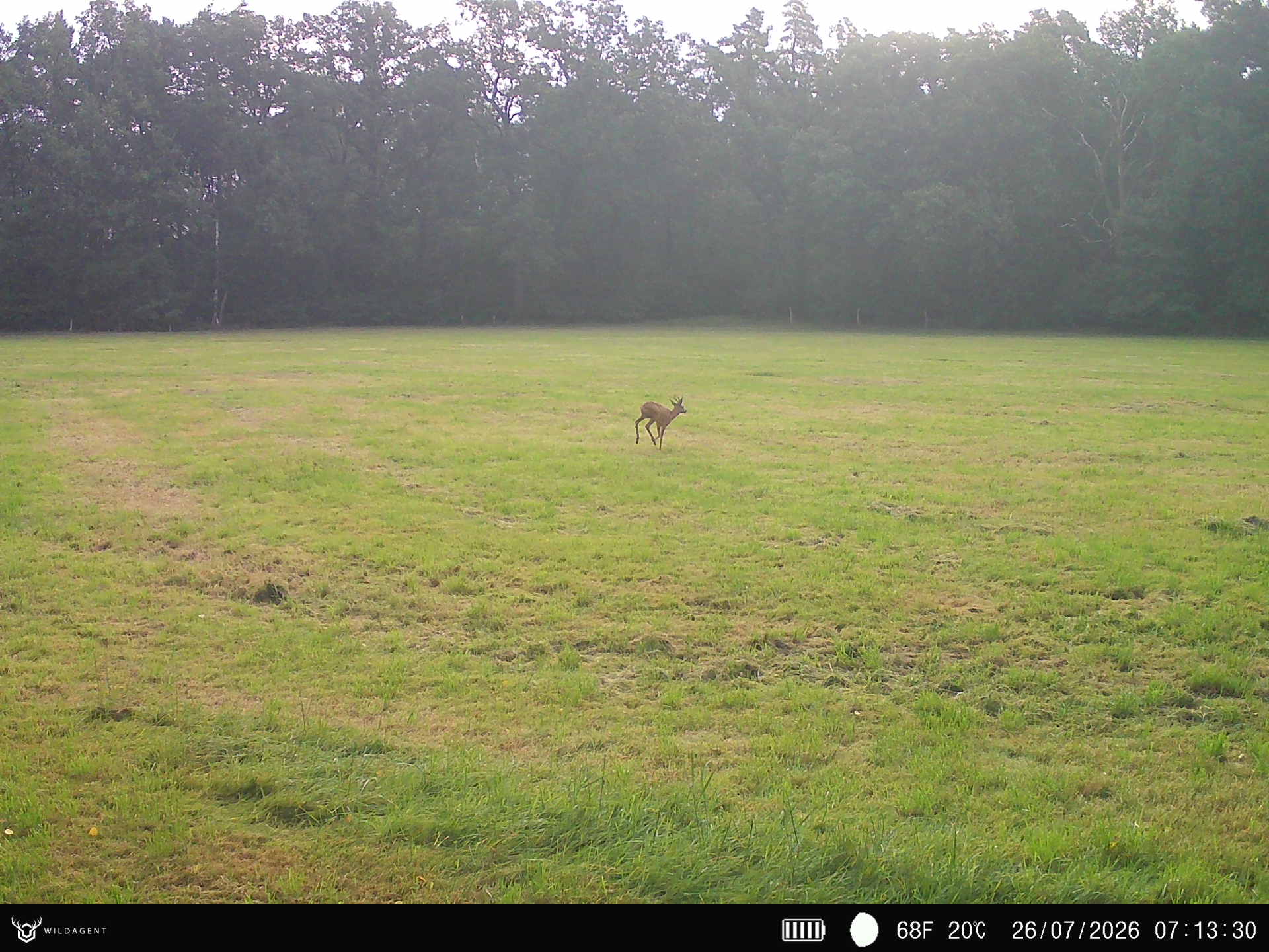 Wildtier 26.07.2026 07:13