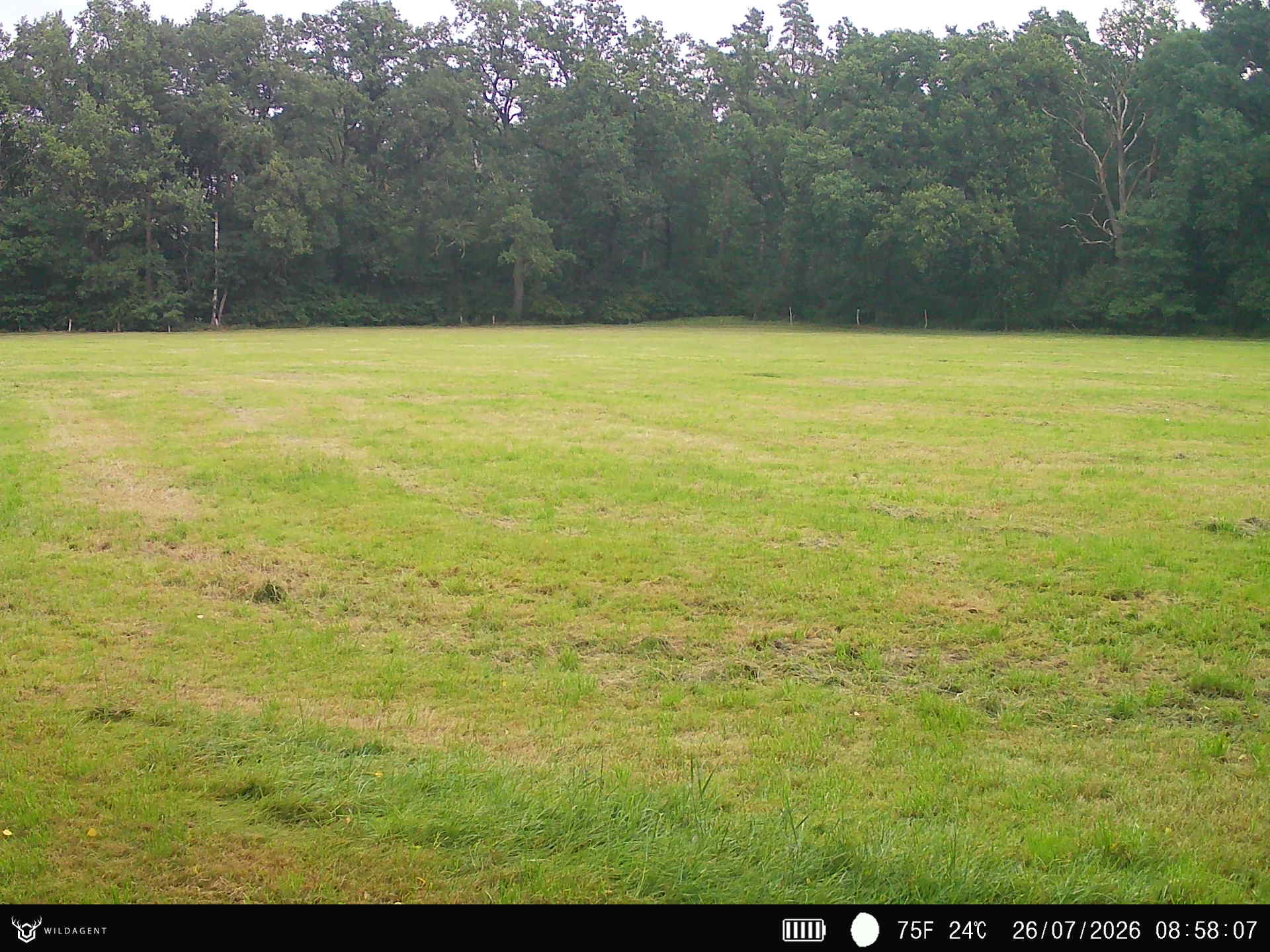 Wildtier 26.07.2026 08:58