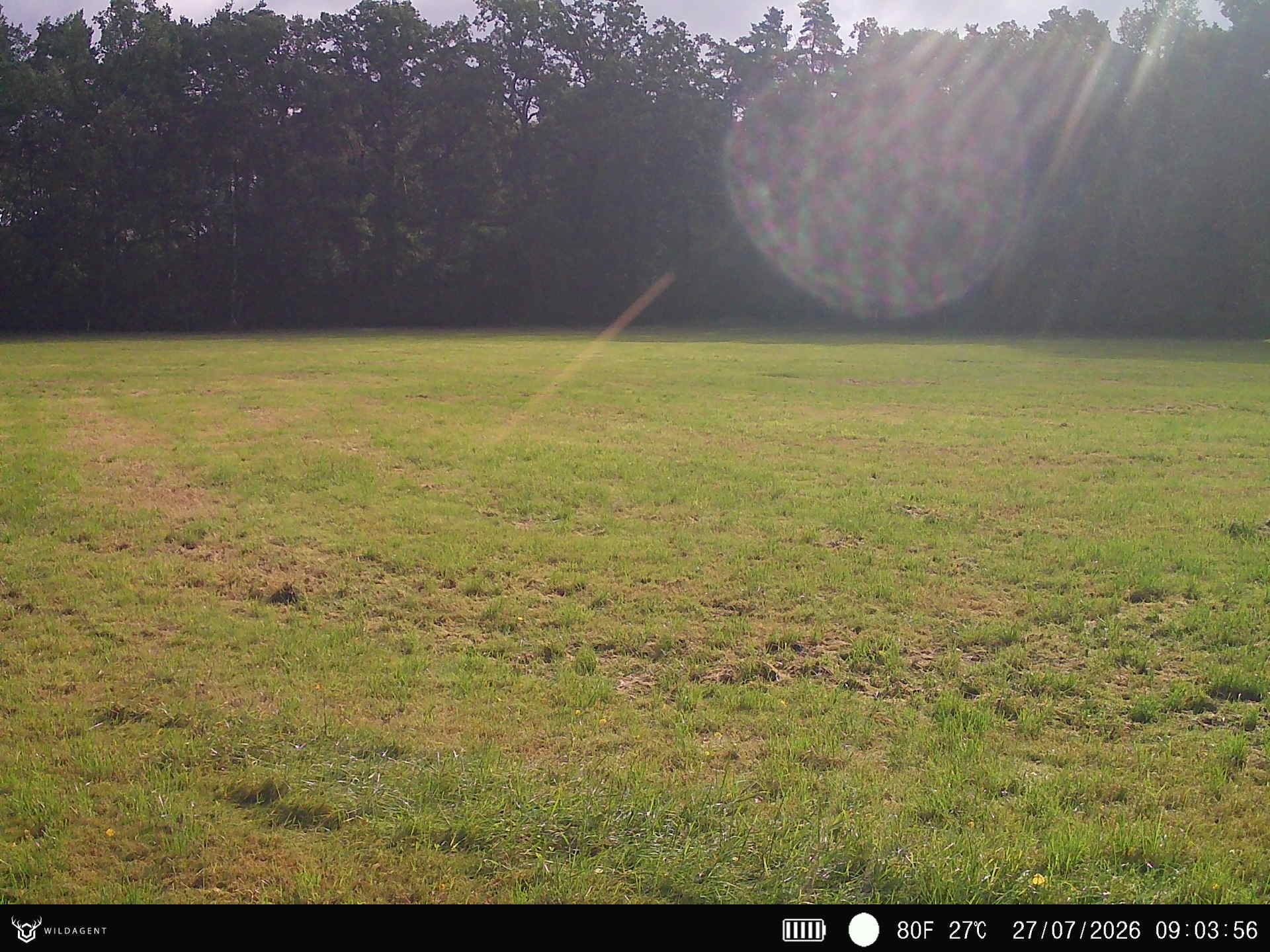 Wildtier 27.07.2026 09:03