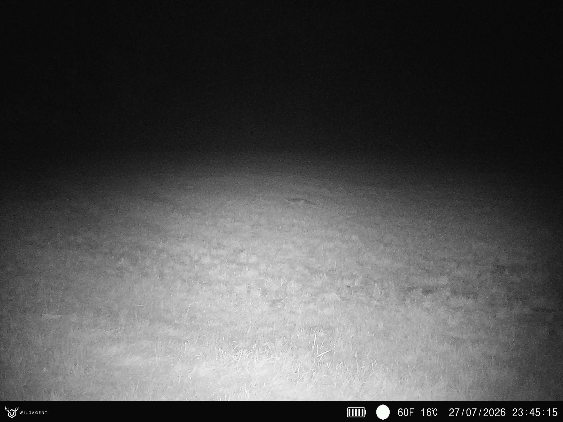 Wildtier 27.07.2026 23:45