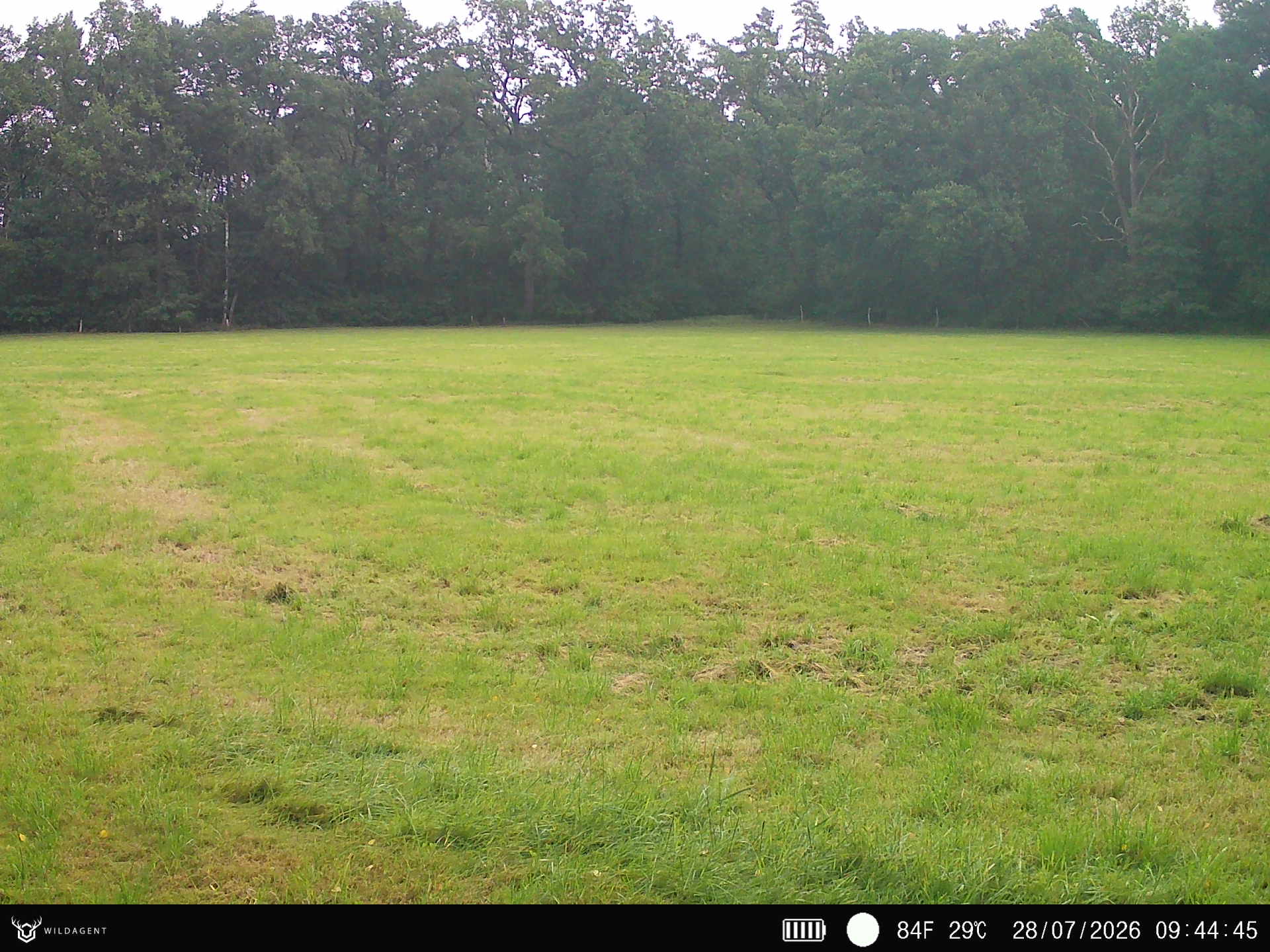 Wildtier 28.07.2026 09:44