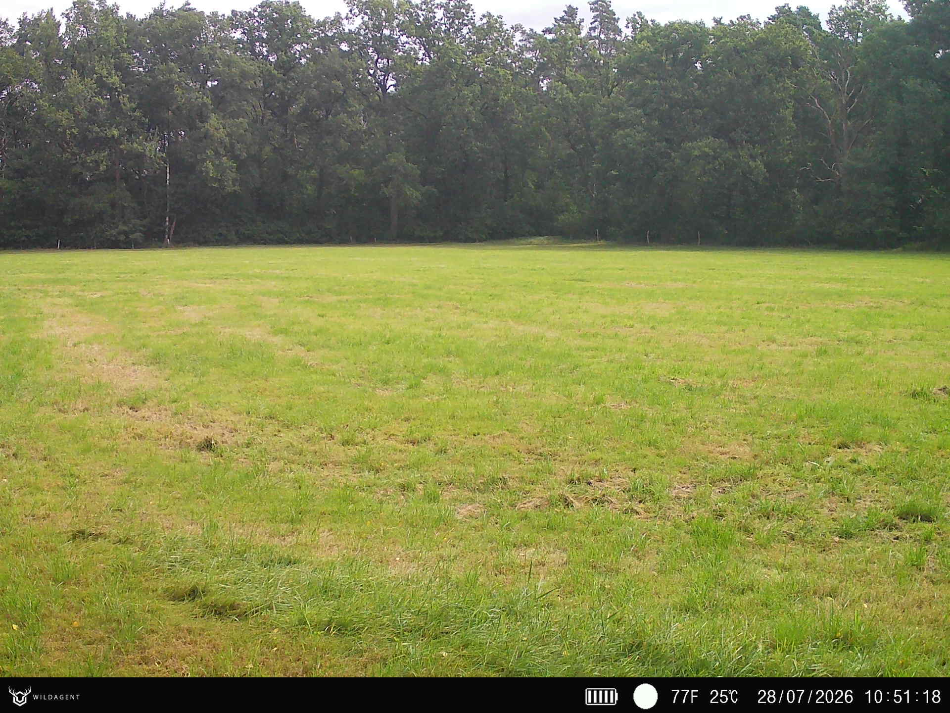 Wildtier 28.07.2026 10:51