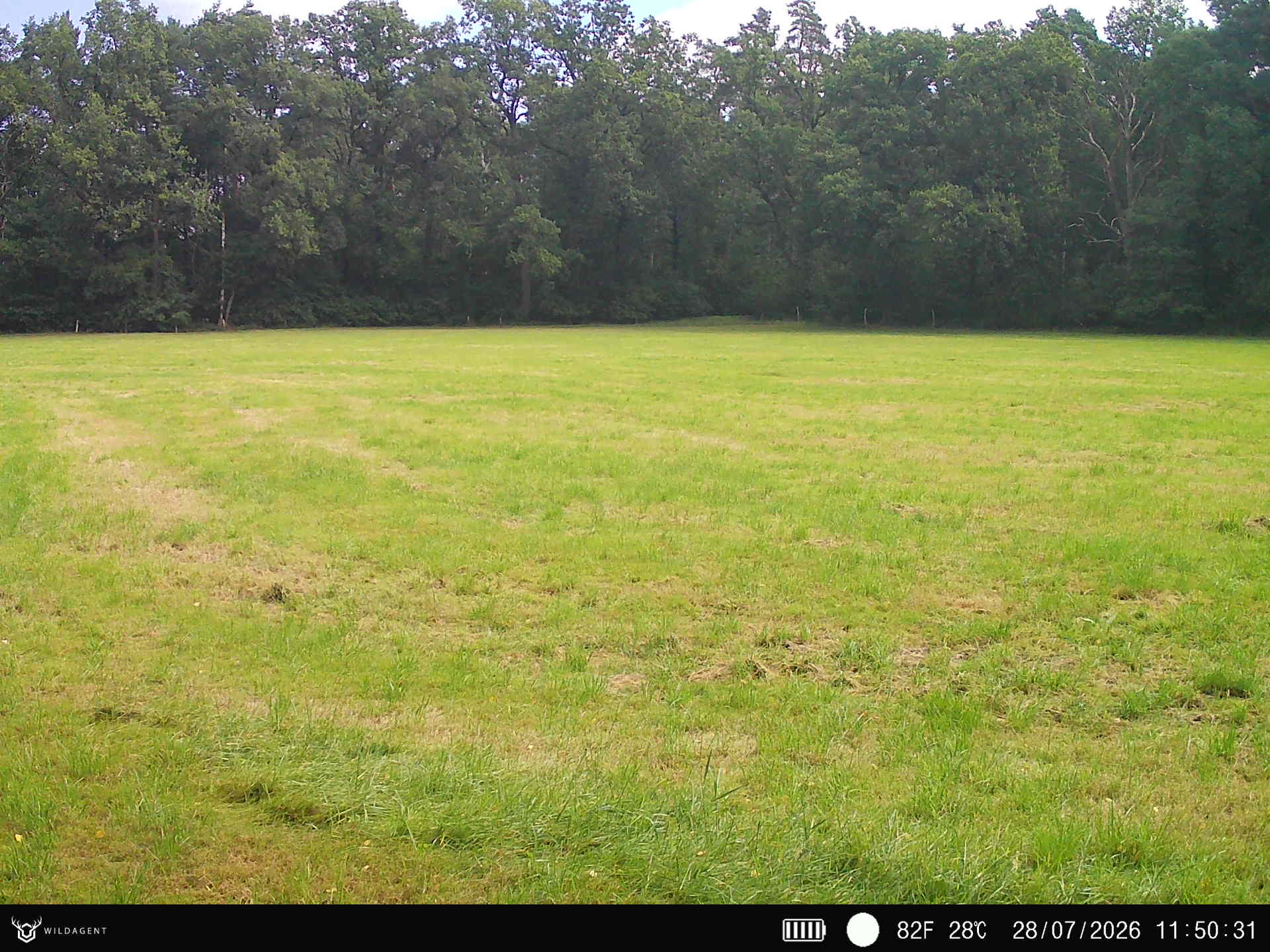 Wildtier 28.07.2026 11:50