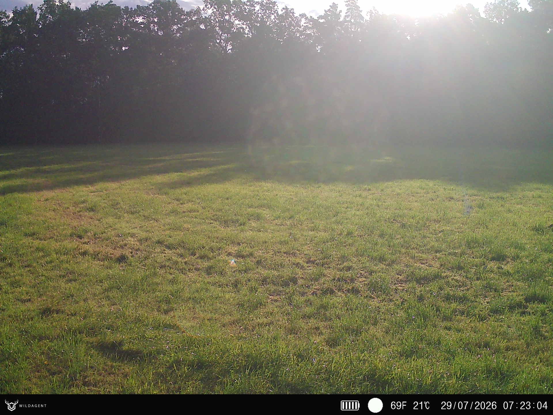 Wildtier 29.07.2026 07:23