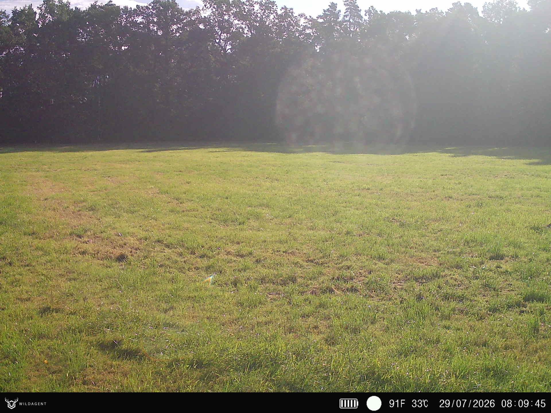 Wildtier 29.07.2026 08:09