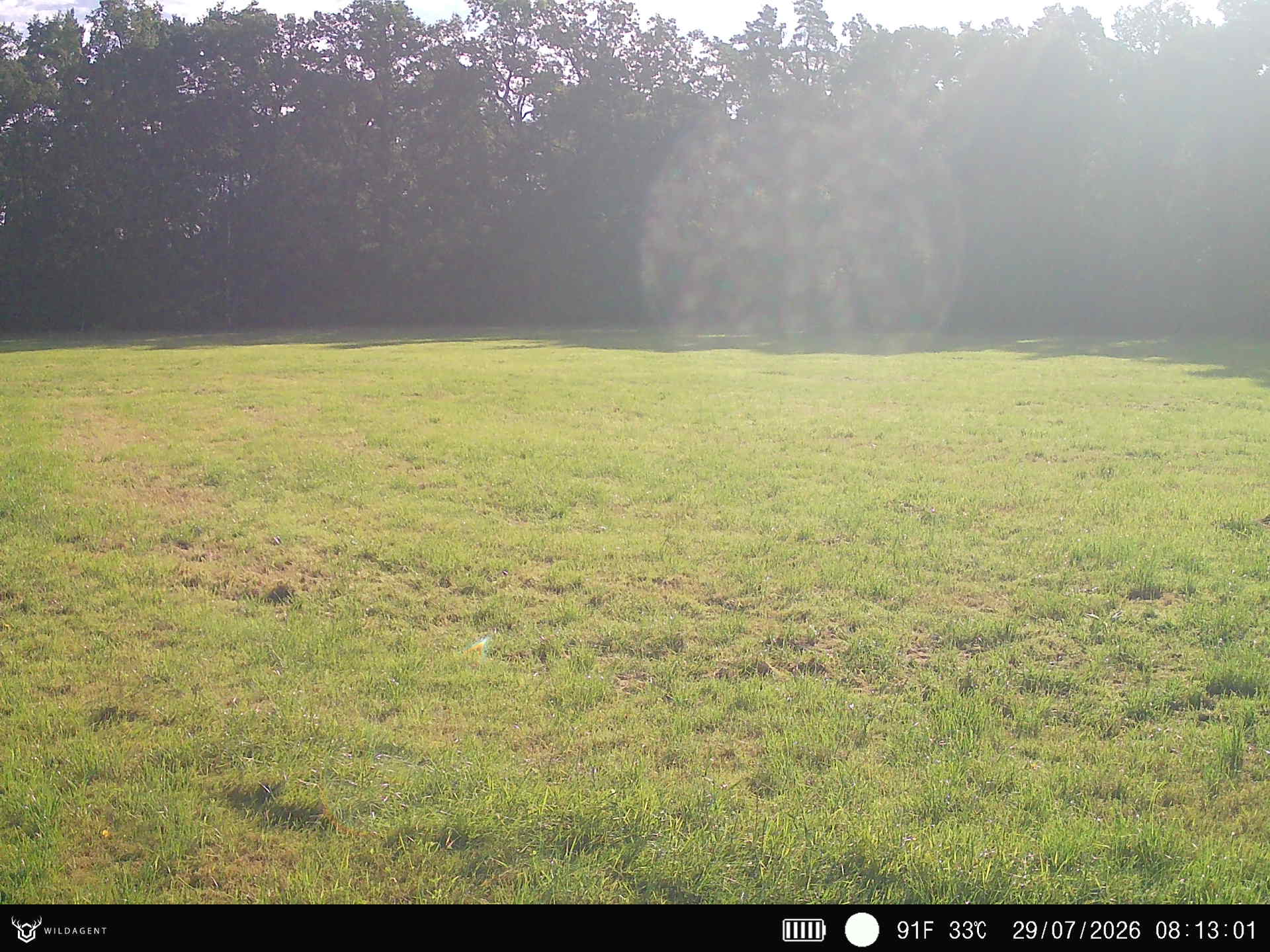 Wildtier 29.07.2026 08:13