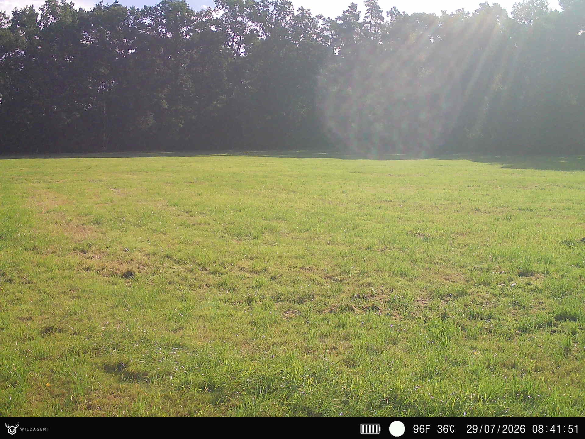 Wildtier 29.07.2026 08:41