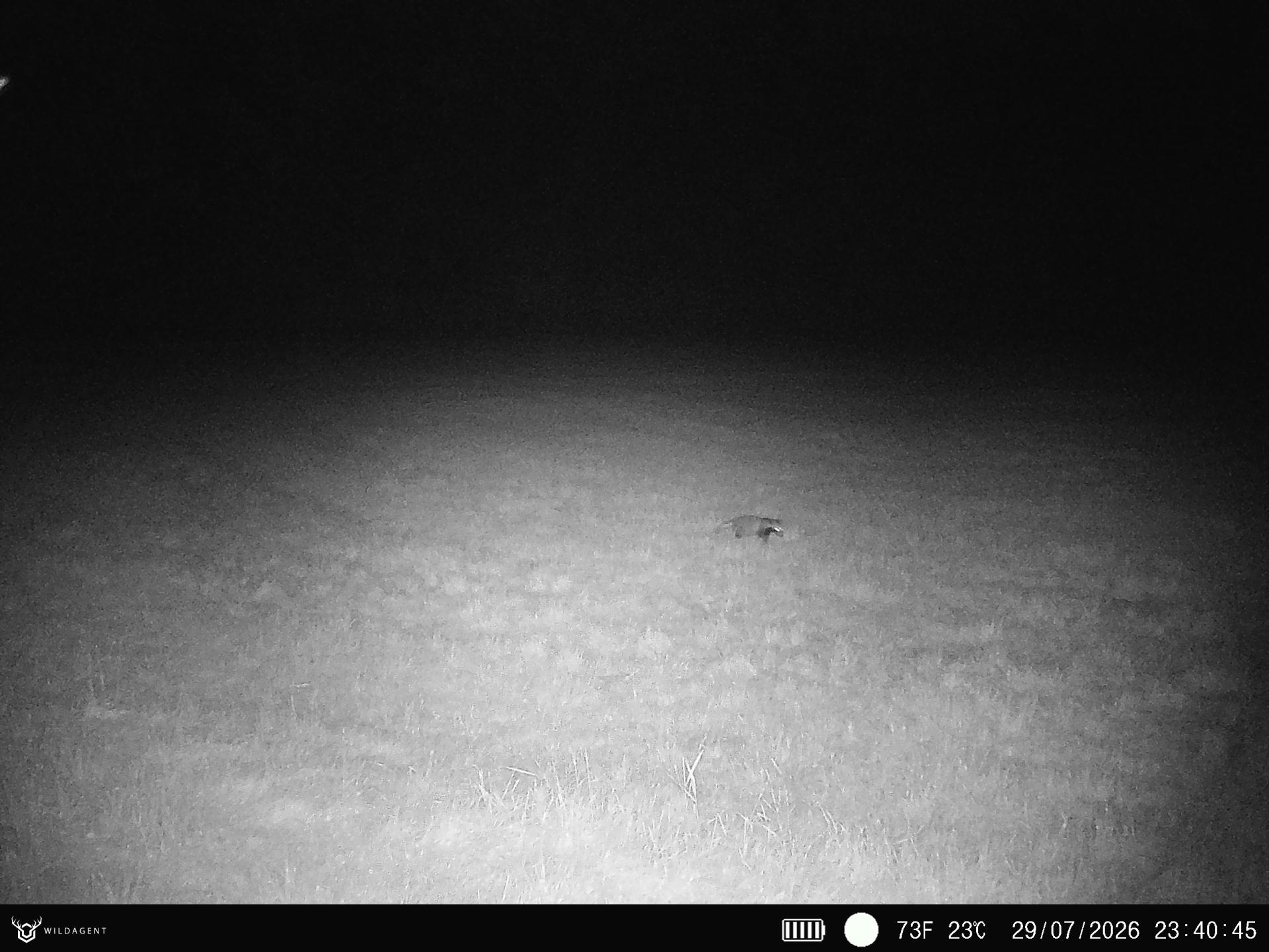 Wildtier 29.07.2026 23:40