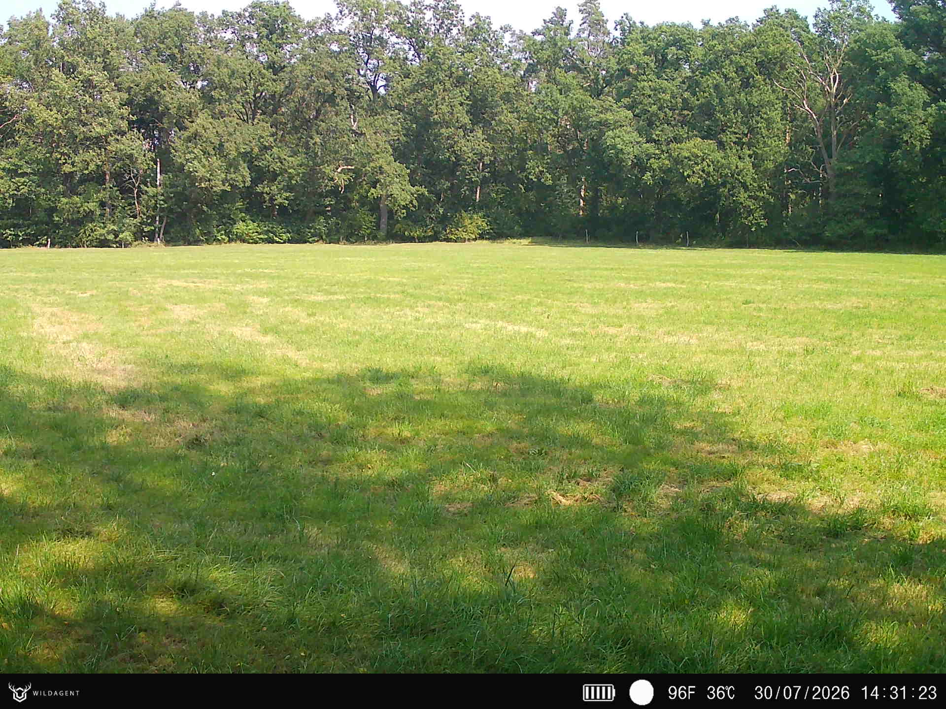 Wildtier 30.07.2026 14:31