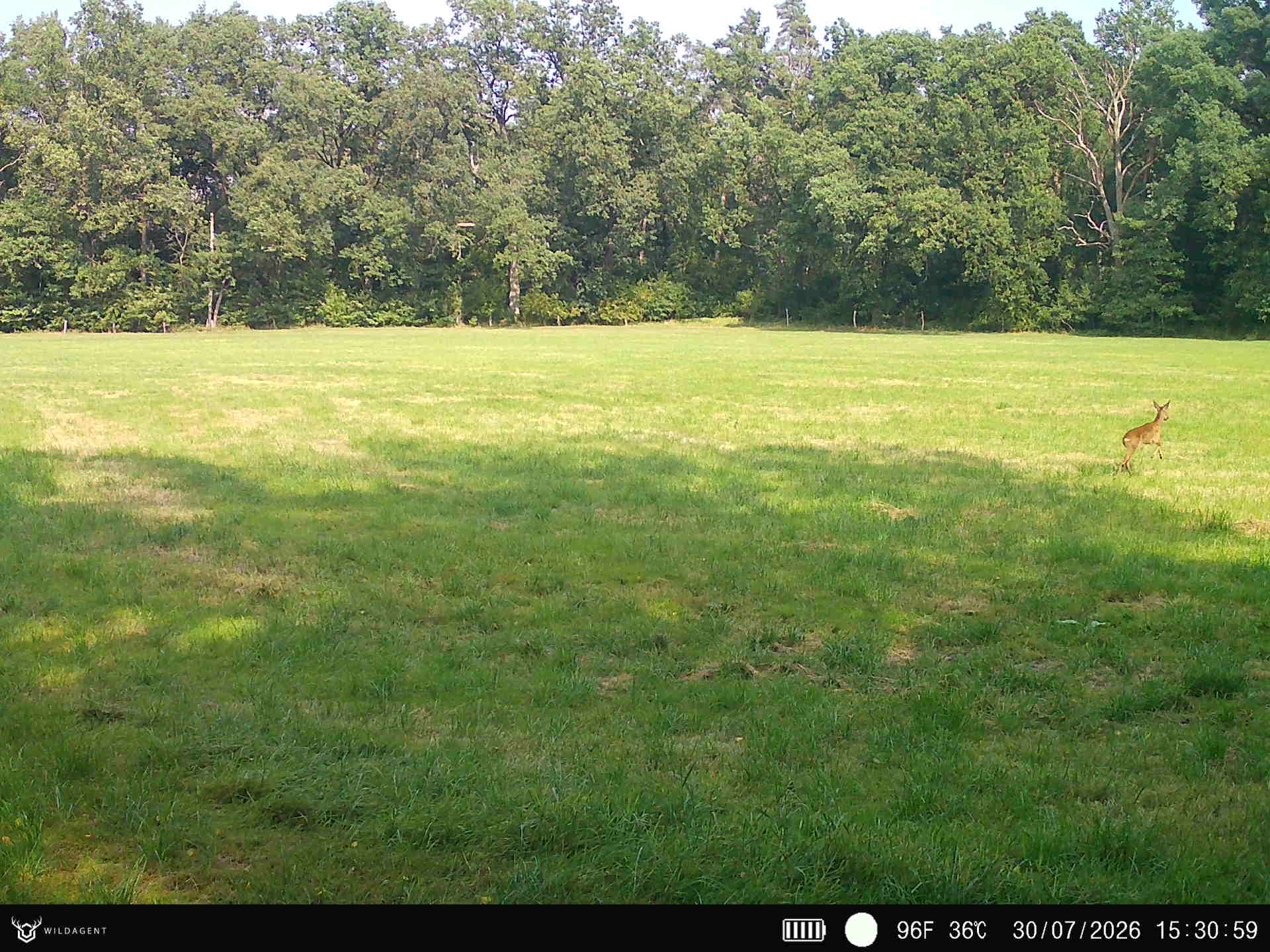 Wildtier 30.07.2026 15:31