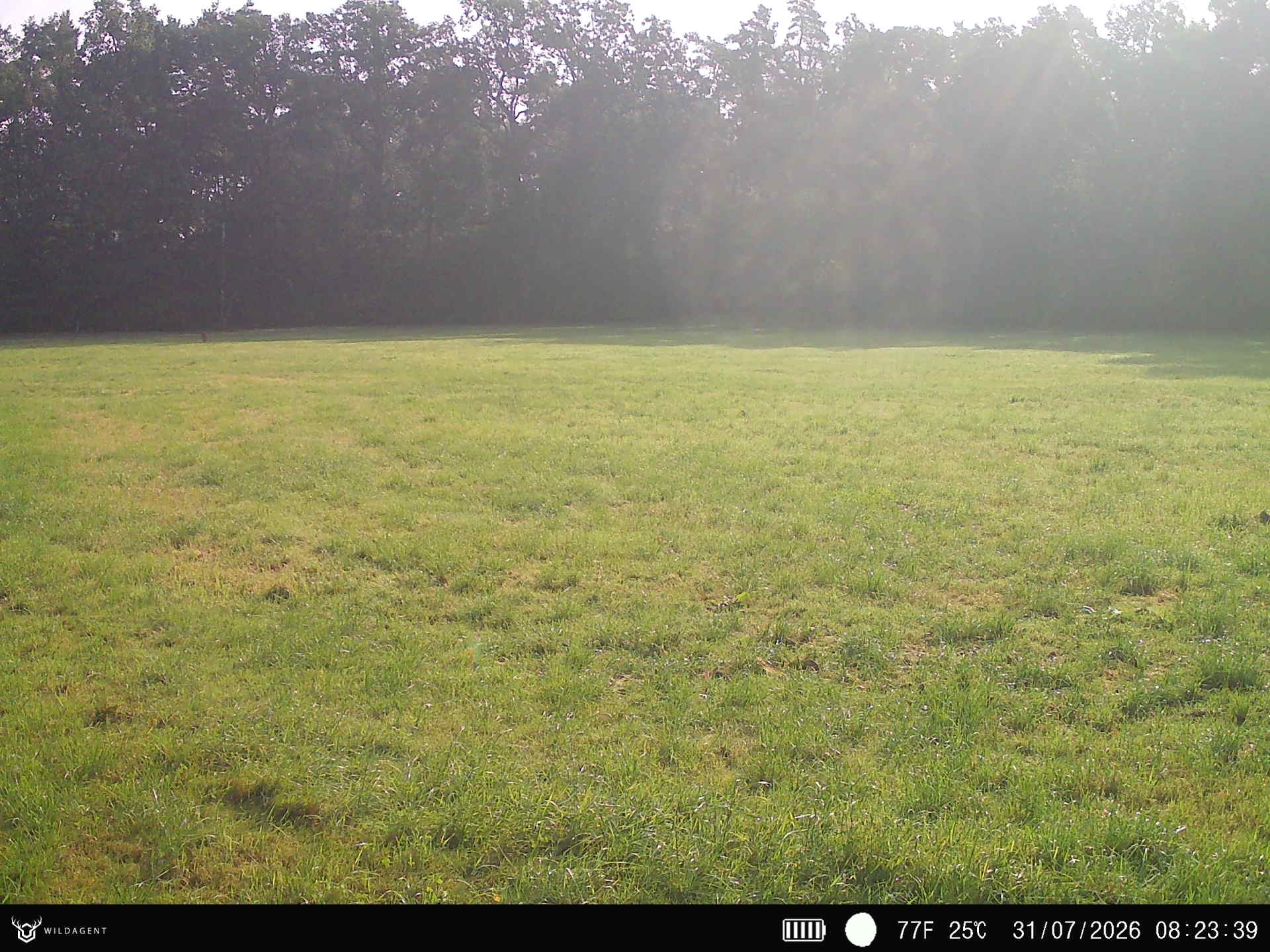 Wildtier 31.07.2026 08:23