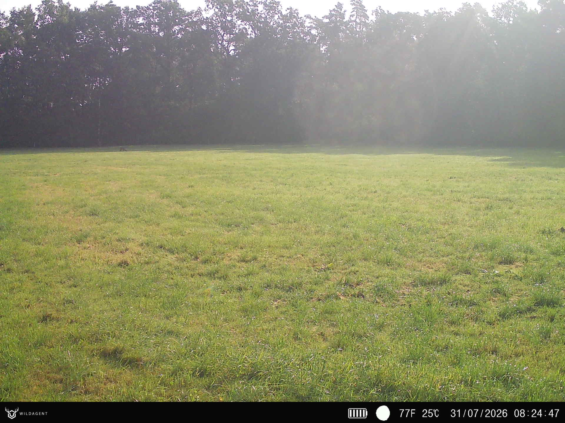 Wildtier 31.07.2026 08:24