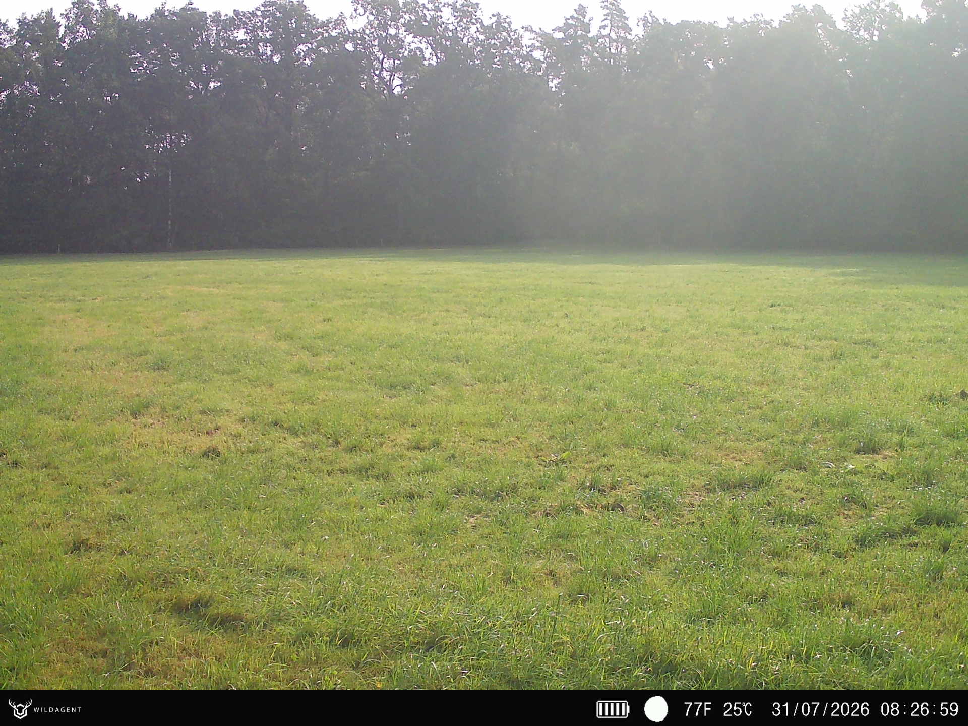 Wildtier 31.07.2026 08:27