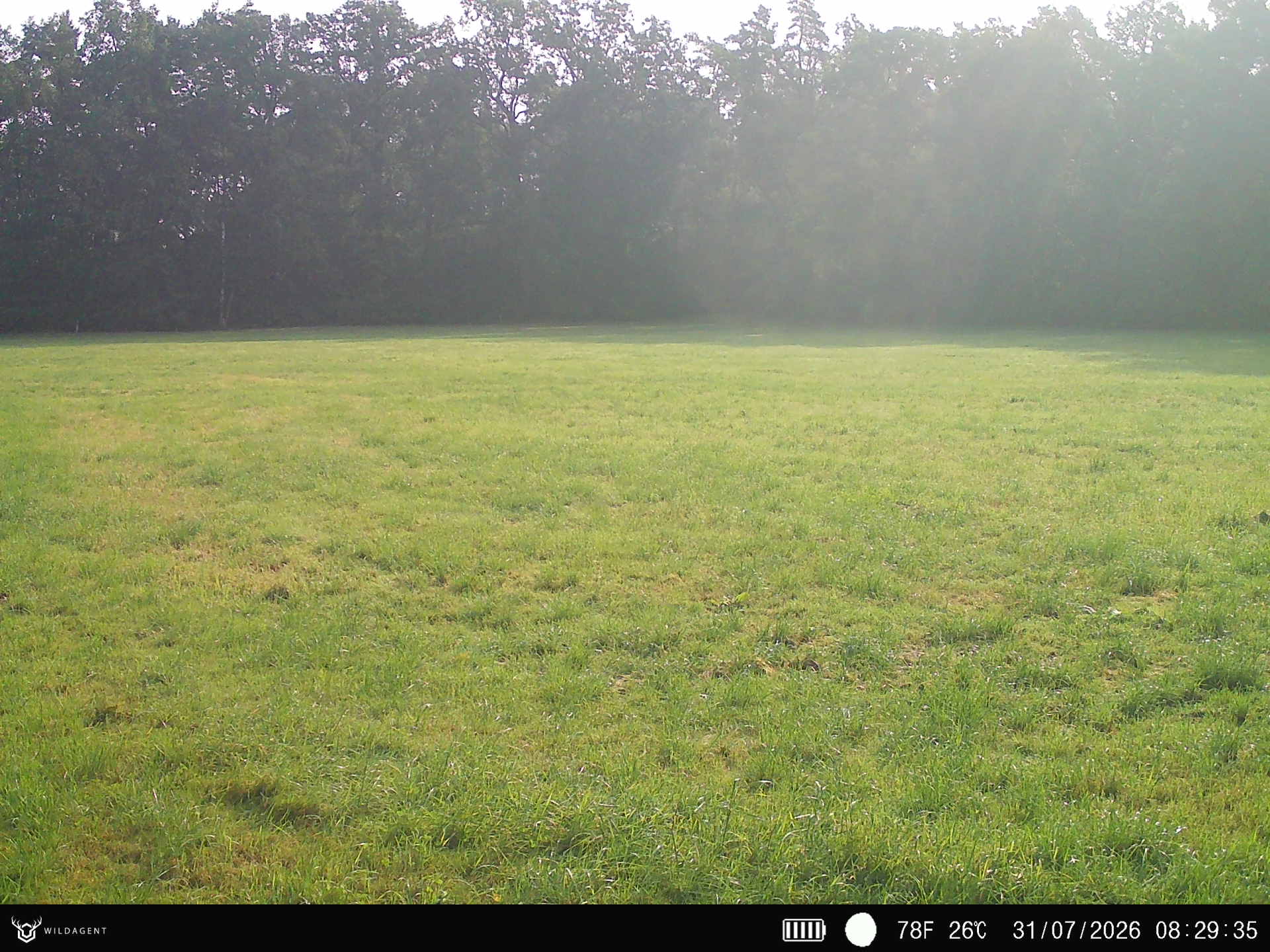 Wildtier 31.07.2026 08:29