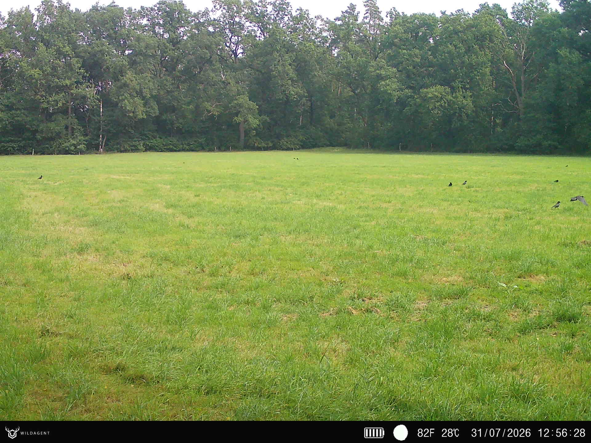 Wildtier 31.07.2026 12:56
