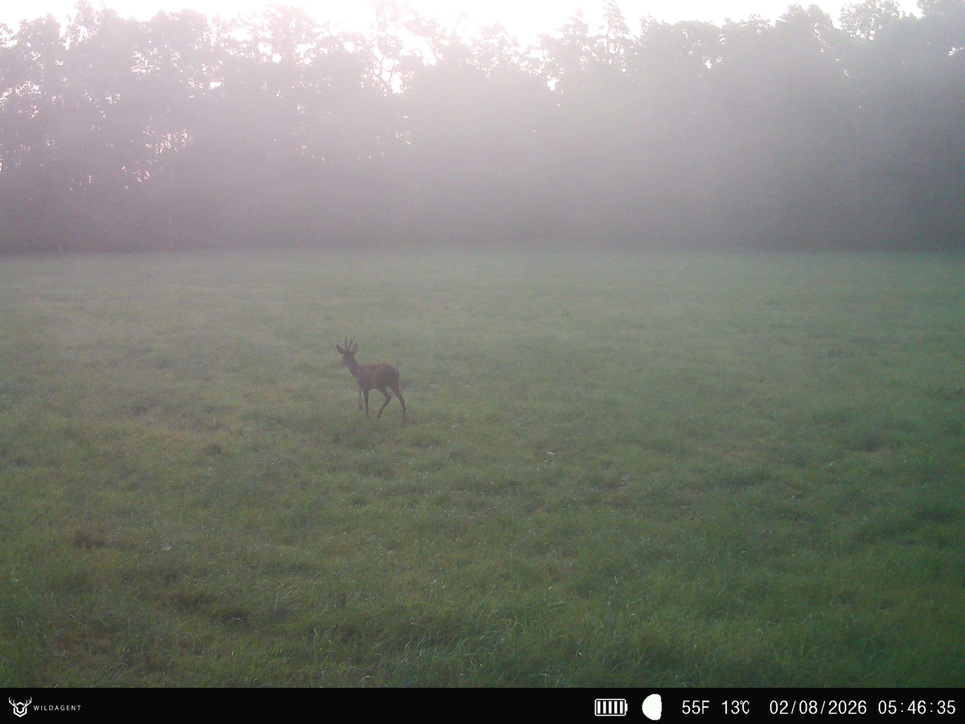 Wildtier 02.08.2026 05:46