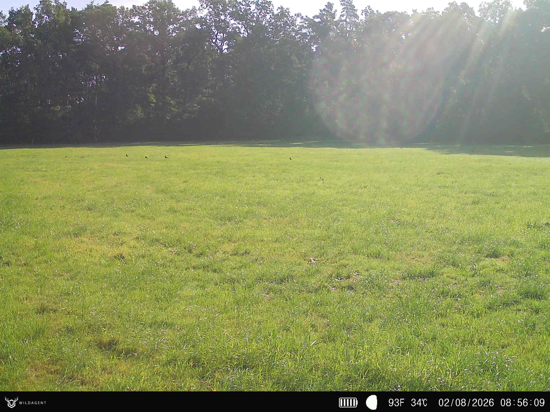 Wildtier 02.08.2026 08:56