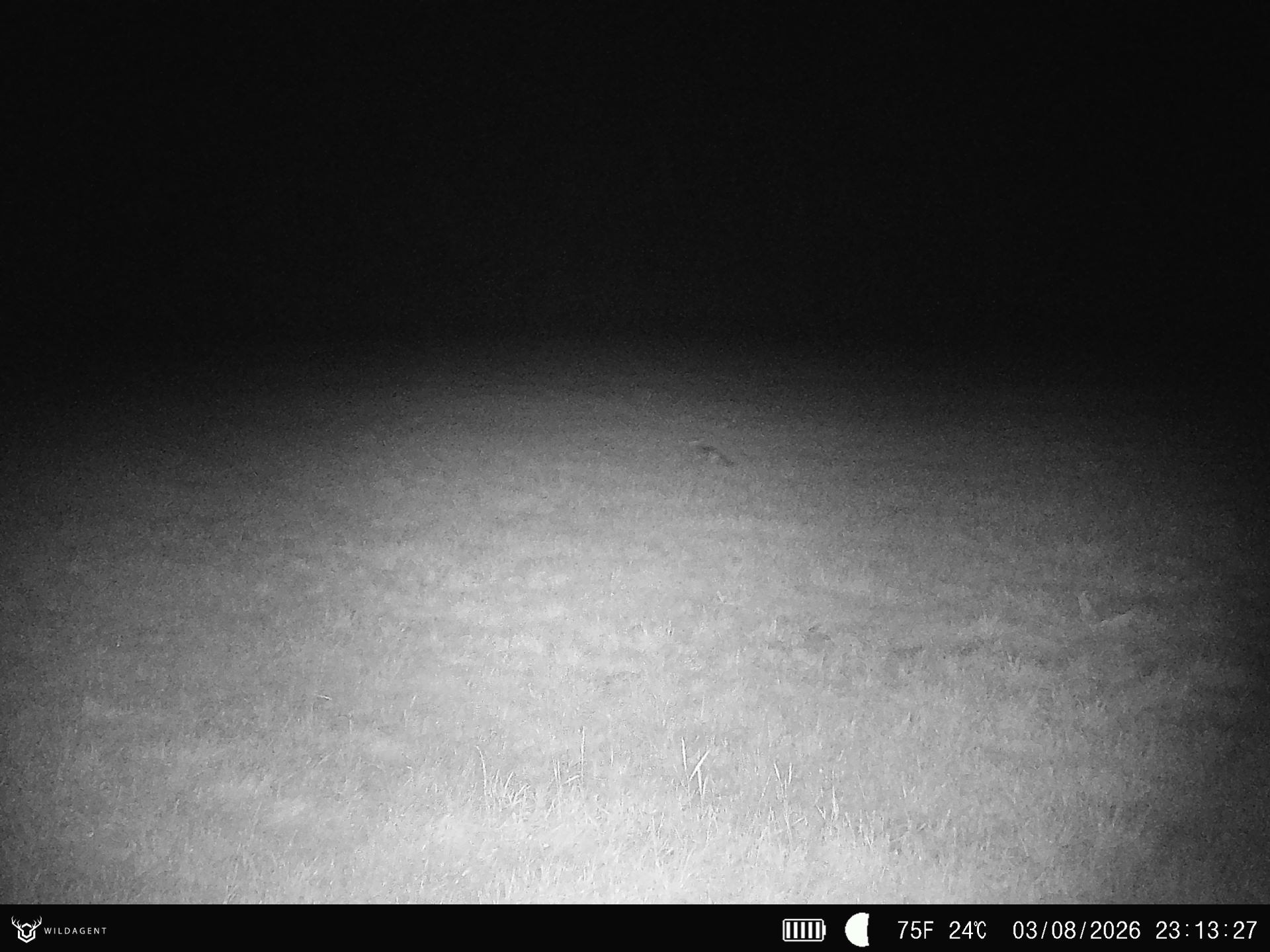 Wildtier 03.08.2026 23:13