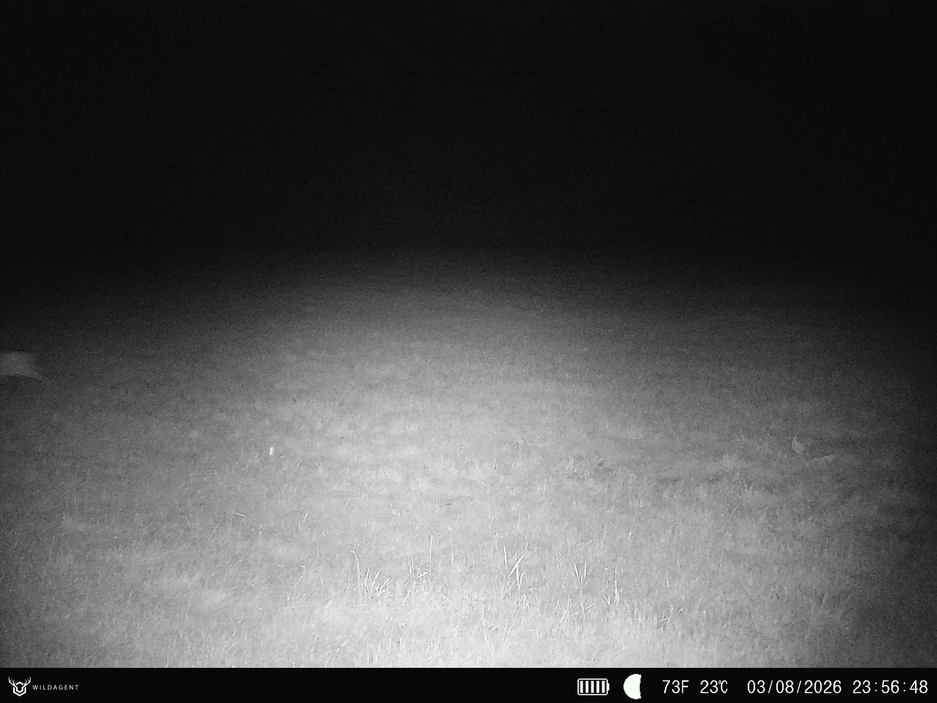 Wildtier 03.08.2026 23:56